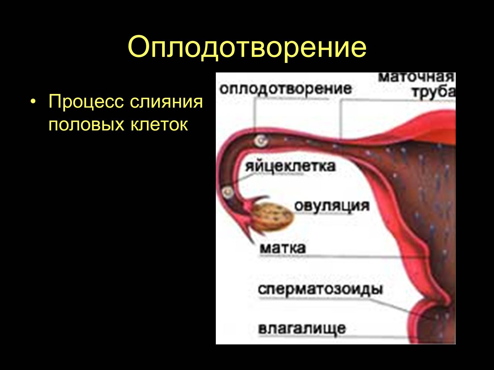 Презентація на тему «Половая система человека» (варіант 2) - Слайд #9 Презентація на тему «Половая система человека» (варіант 2) - Слайд #9