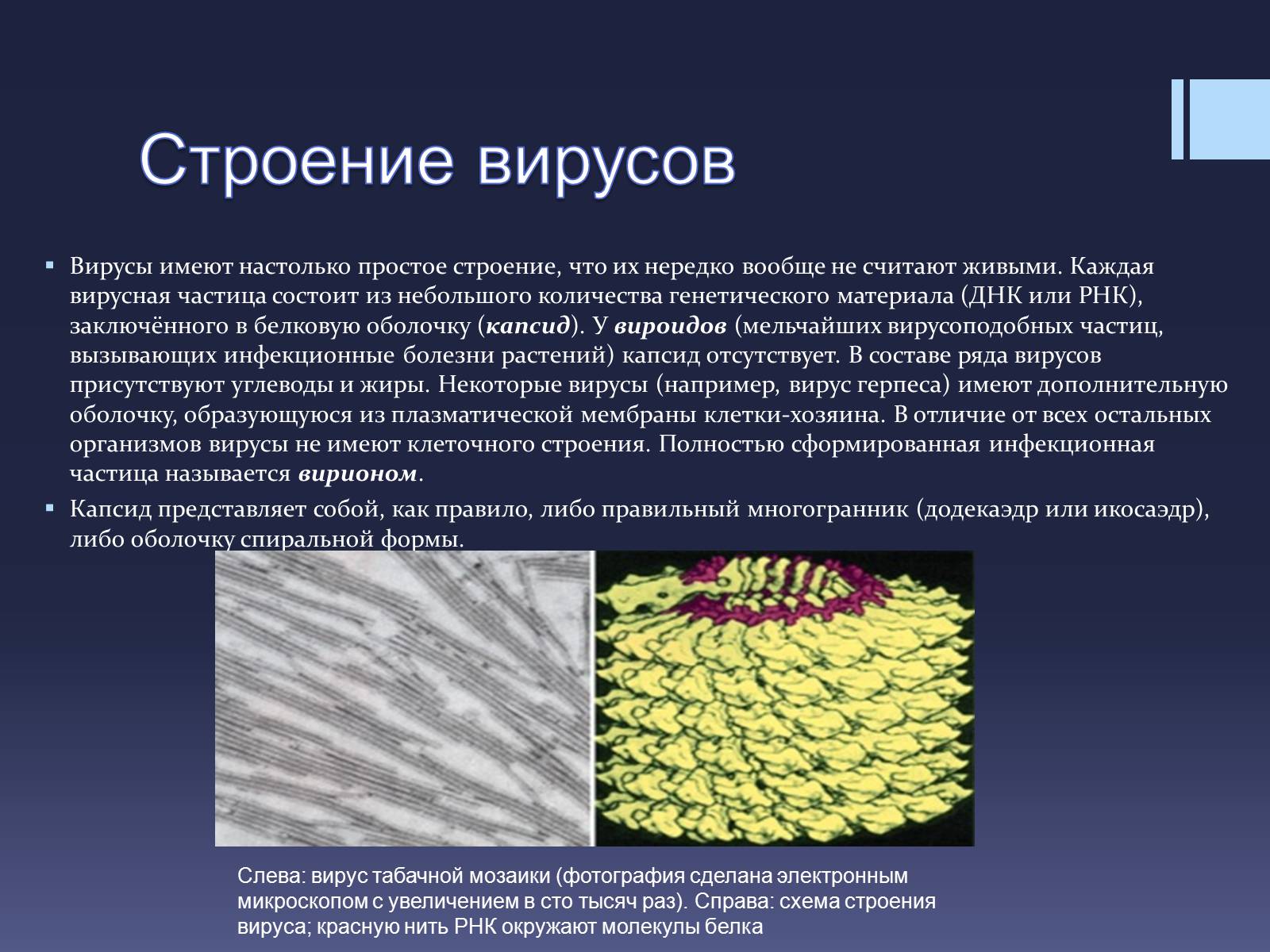 Презентація на тему «Вирусы — неклеточные формы жизни» - Слайд #3 Презентація на тему «Вирусы — неклеточные формы жизни» - Слайд #3