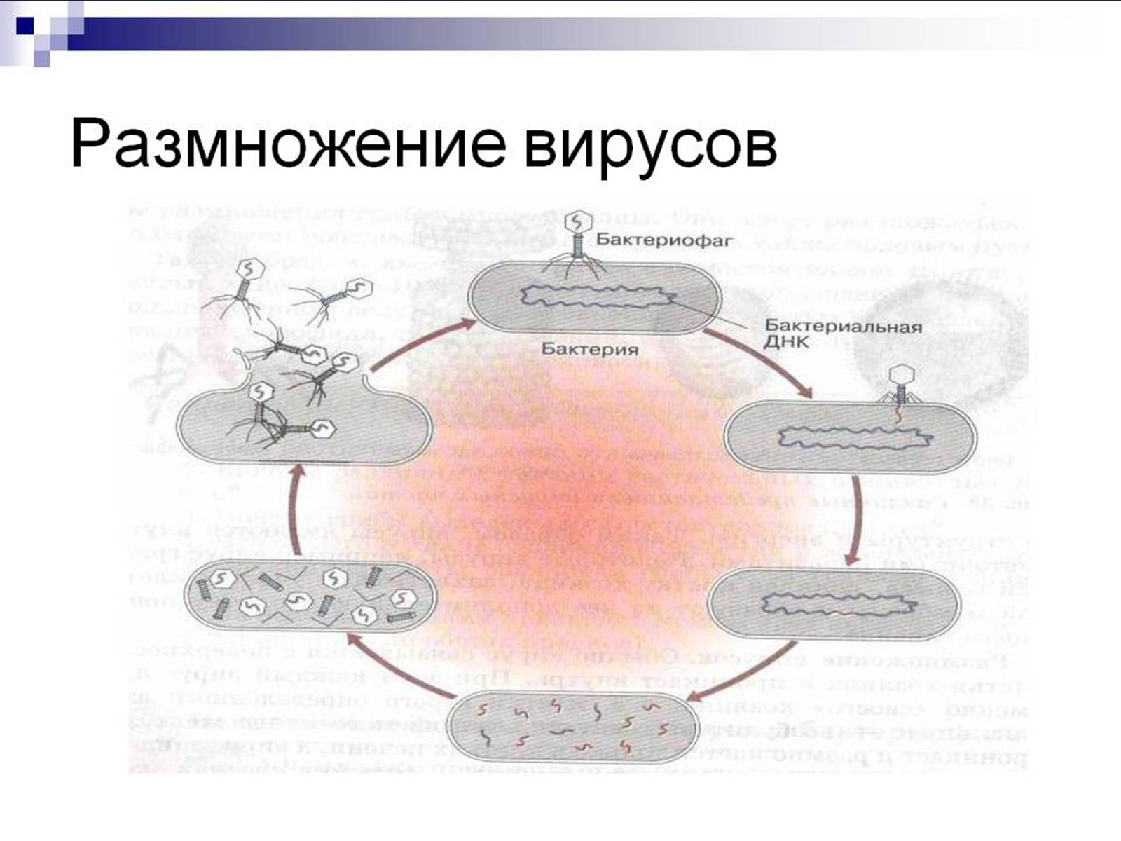 Презентація на тему «Вирусы — неклеточные формы жизни» - Слайд #6 Презентація на тему «Вирусы — неклеточные формы жизни» - Слайд #6