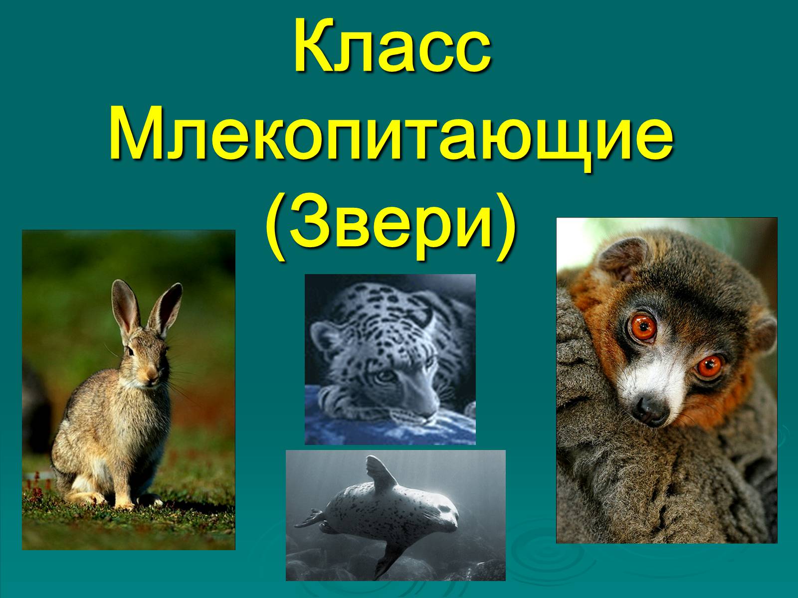 Презентація на тему «Класс Млекопитающие» (варіант 2) - Слайд #1 Презентація на тему «Класс Млекопитающие» (варіант 2) - Слайд #1