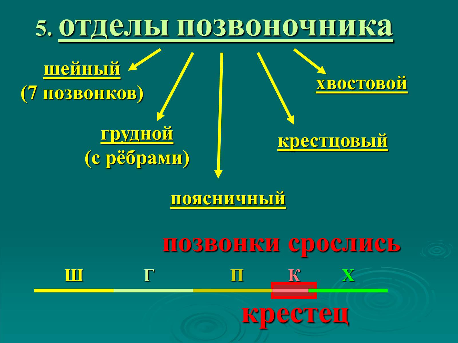 Презентація на тему «Класс Млекопитающие» (варіант 2) - Слайд #10 Презентація на тему «Класс Млекопитающие» (варіант 2) - Слайд #10