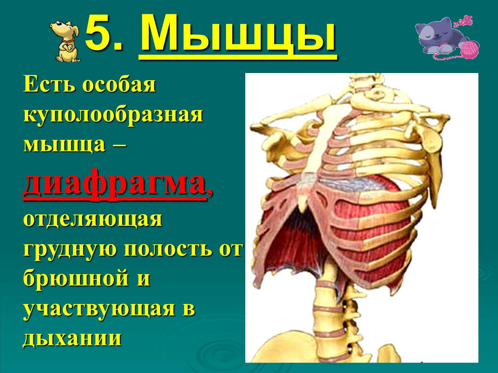 Презентація на тему «Класс Млекопитающие» (варіант 2) - Слайд #12 Презентація на тему «Класс Млекопитающие» (варіант 2) - Слайд #12