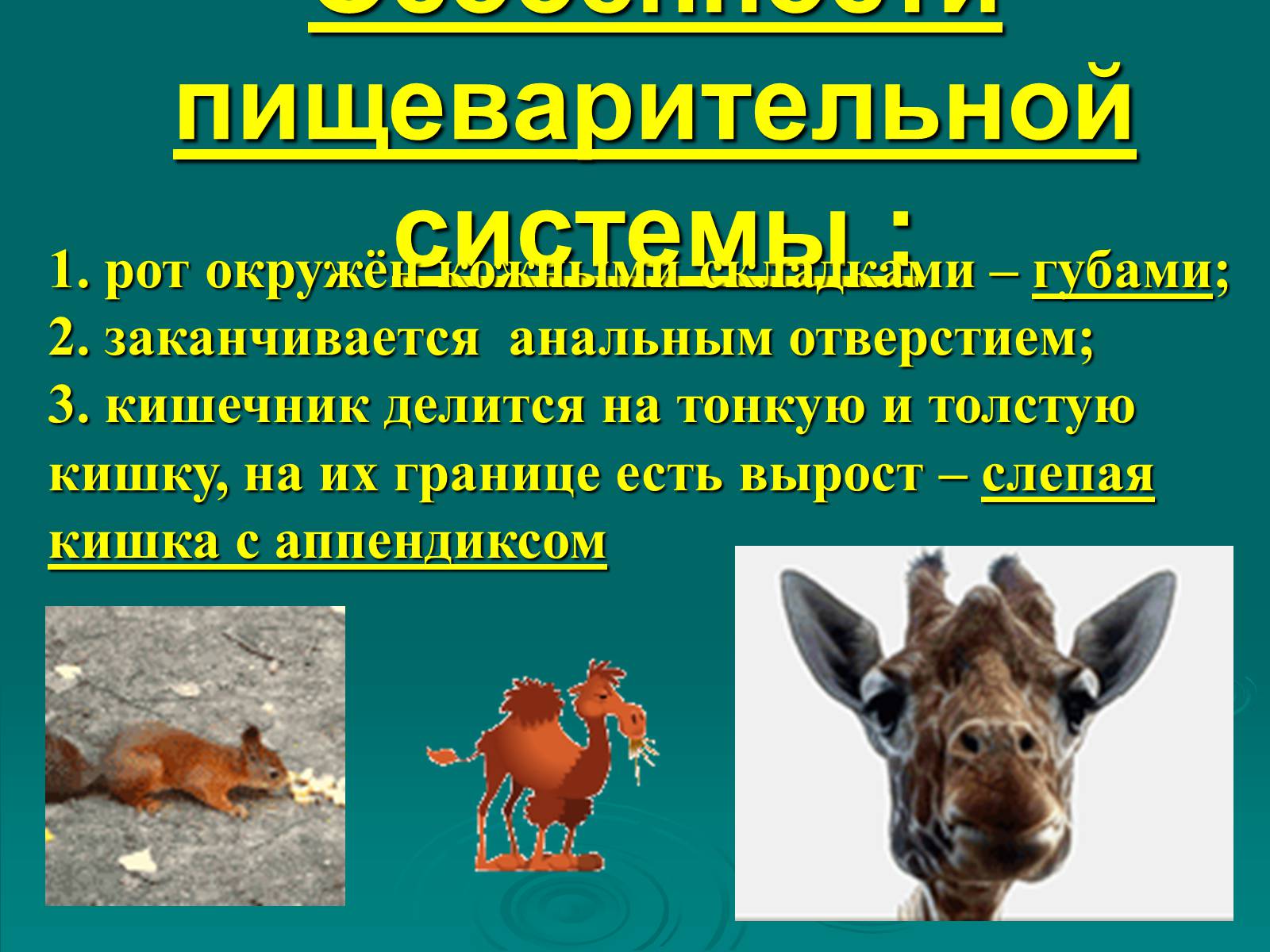 Презентація на тему «Класс Млекопитающие» (варіант 2) - Слайд #14 Презентація на тему «Класс Млекопитающие» (варіант 2) - Слайд #14