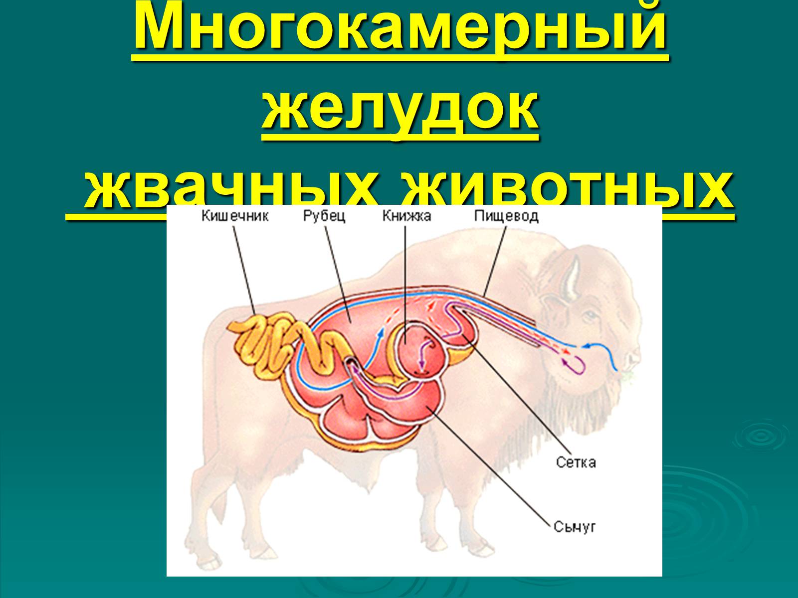 Презентація на тему «Класс Млекопитающие» (варіант 2) - Слайд #15 Презентація на тему «Класс Млекопитающие» (варіант 2) - Слайд #15