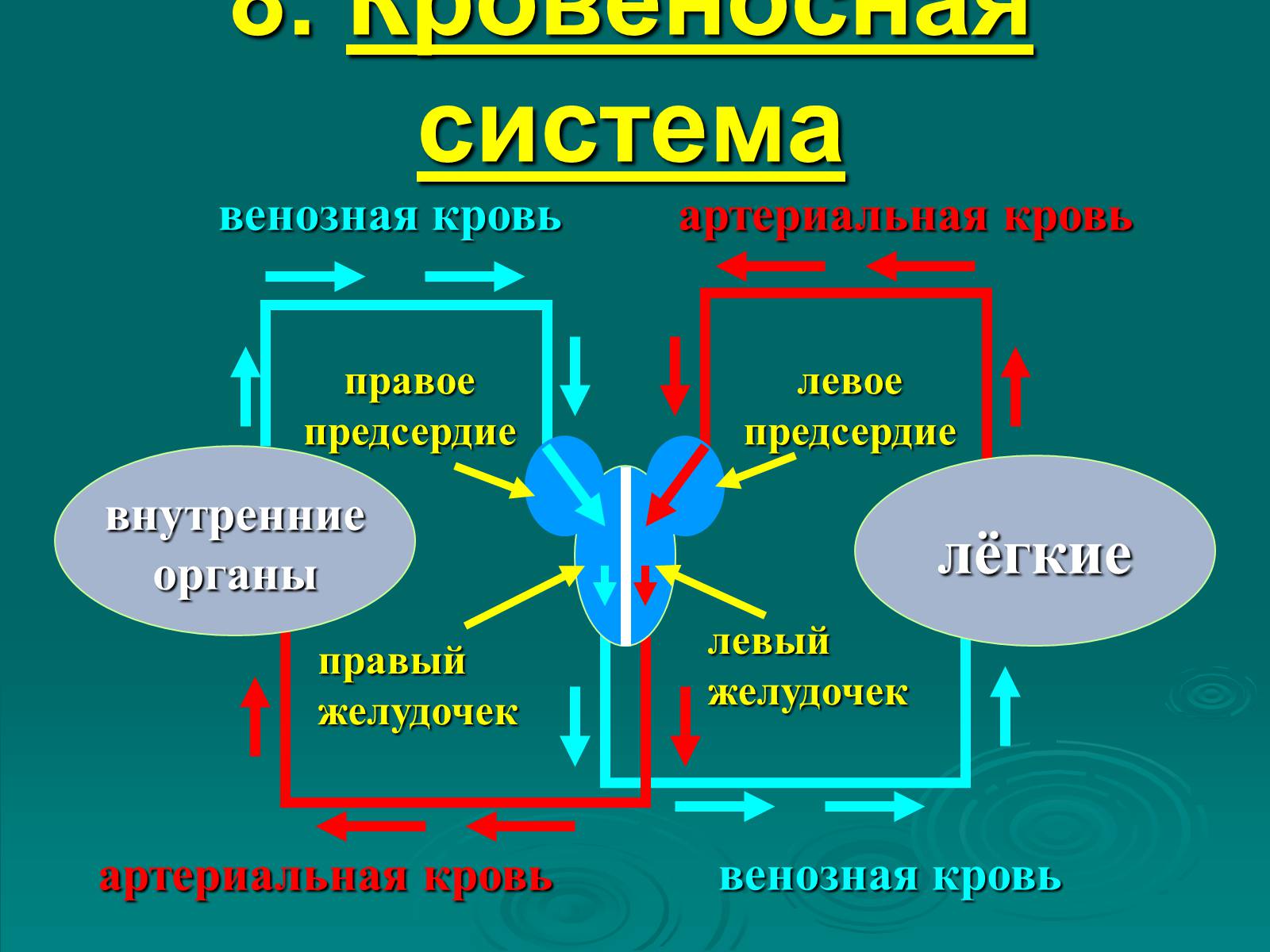 Презентація на тему «Класс Млекопитающие» (варіант 2) - Слайд #17 Презентація на тему «Класс Млекопитающие» (варіант 2) - Слайд #17