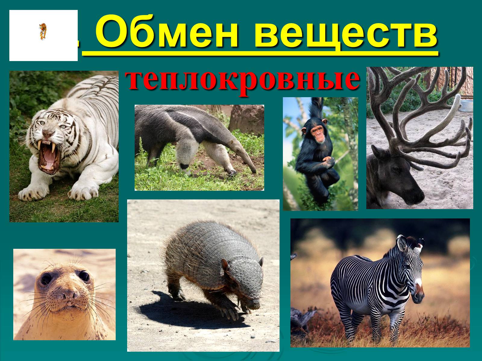 Презентація на тему «Класс Млекопитающие» (варіант 2) - Слайд #18 Презентація на тему «Класс Млекопитающие» (варіант 2) - Слайд #18