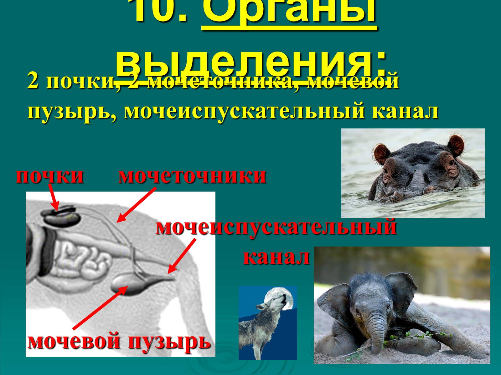 Презентація на тему «Класс Млекопитающие» (варіант 2) - Слайд #19 Презентація на тему «Класс Млекопитающие» (варіант 2) - Слайд #19