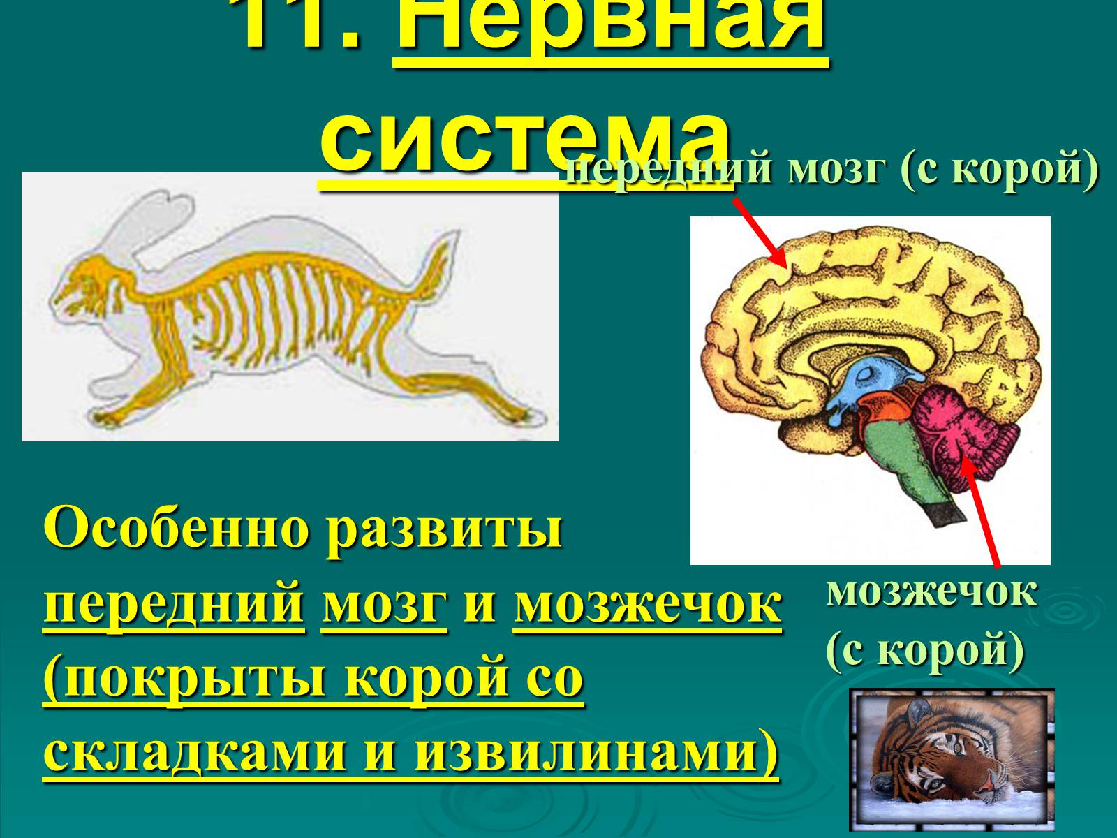 Презентація на тему «Класс Млекопитающие» (варіант 2) - Слайд #20 Презентація на тему «Класс Млекопитающие» (варіант 2) - Слайд #20