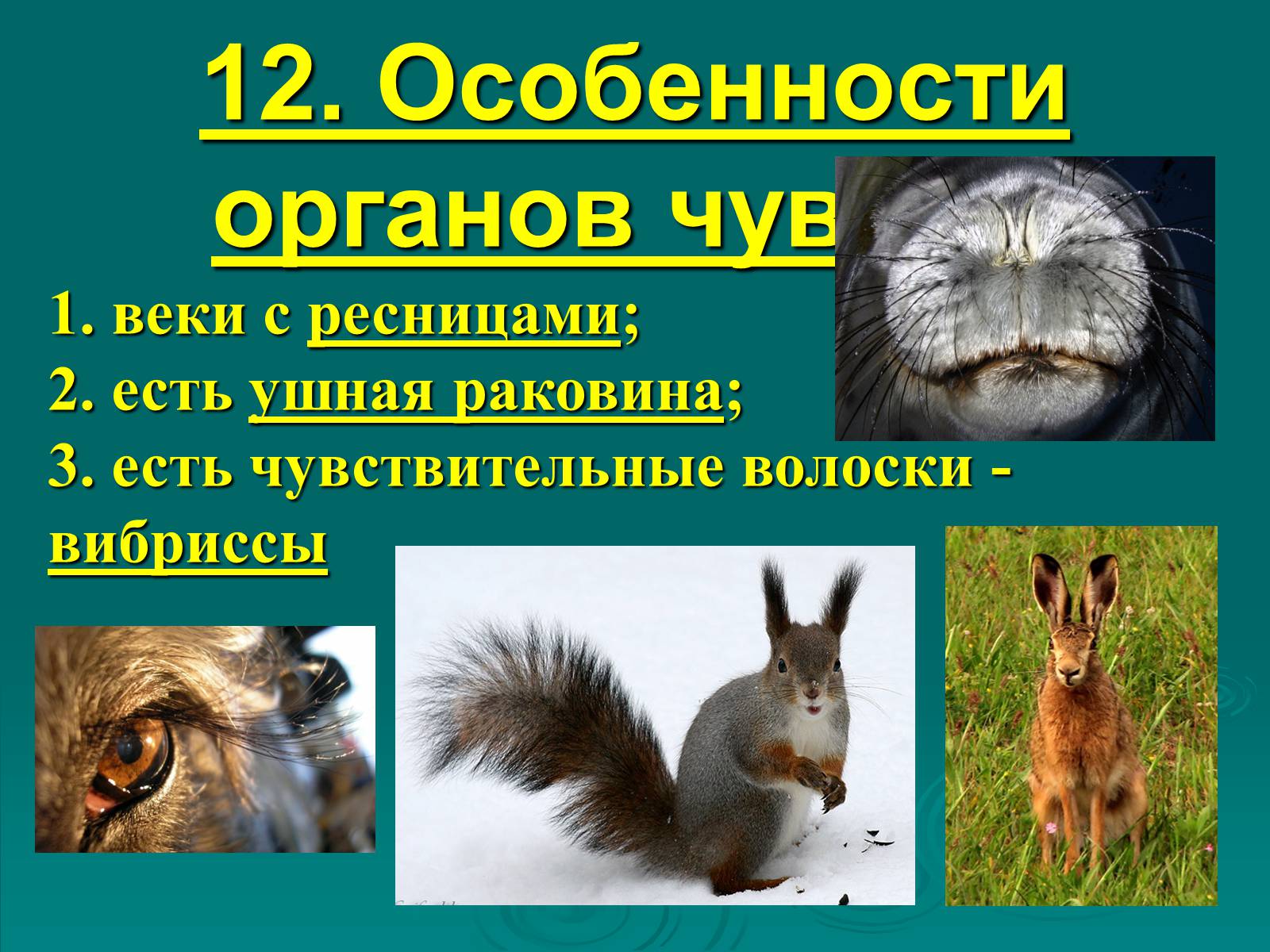Презентація на тему «Класс Млекопитающие» (варіант 2) - Слайд #21 Презентація на тему «Класс Млекопитающие» (варіант 2) - Слайд #21