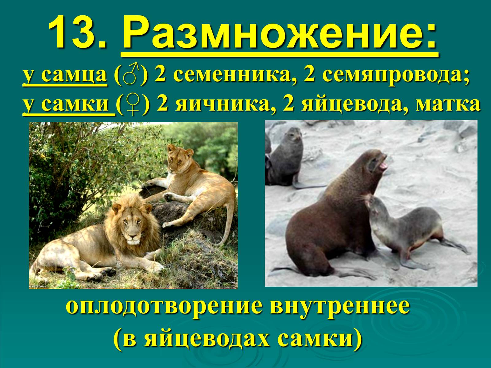 Презентація на тему «Класс Млекопитающие» (варіант 2) - Слайд #22 Презентація на тему «Класс Млекопитающие» (варіант 2) - Слайд #22