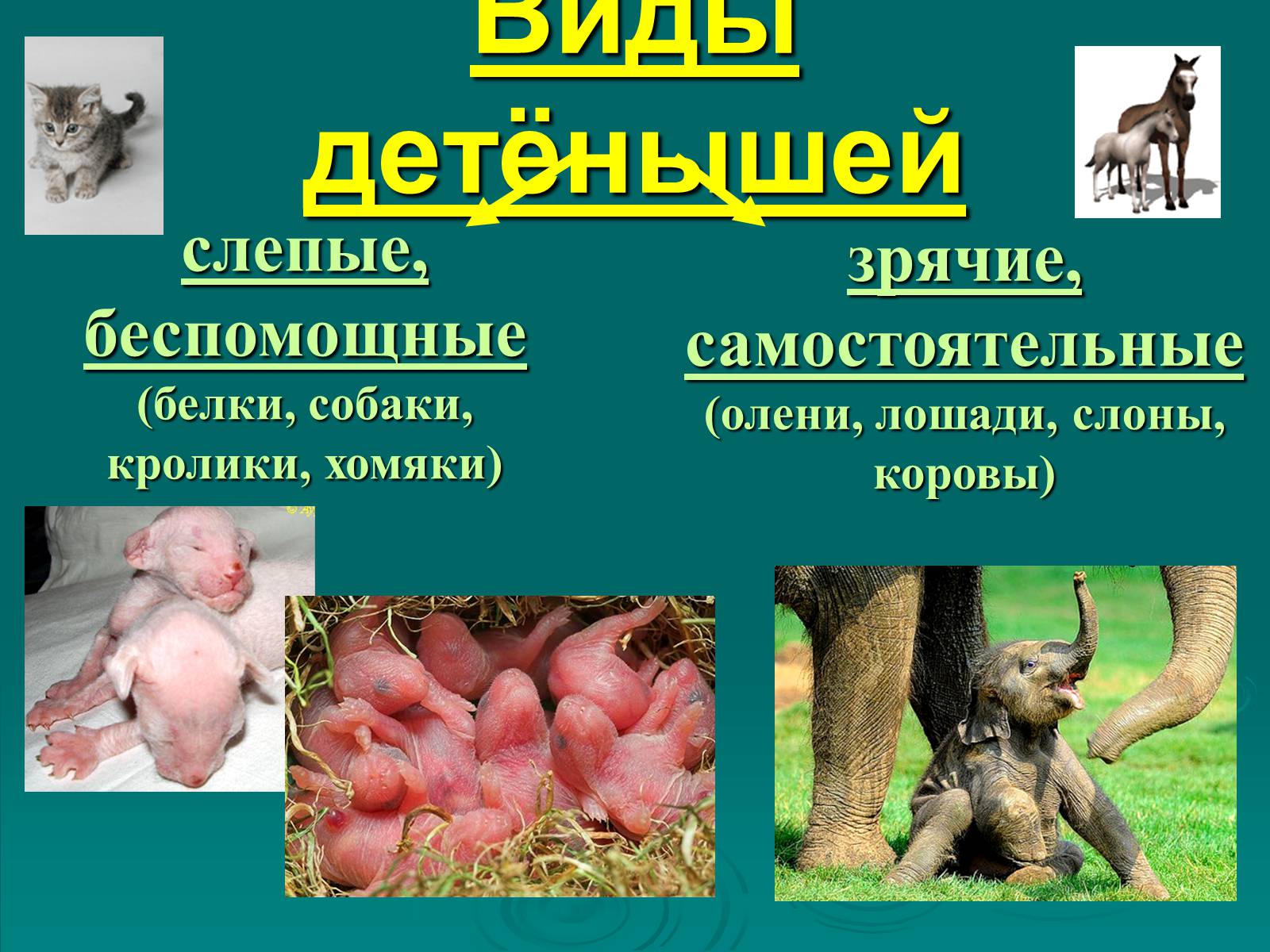 Презентація на тему «Класс Млекопитающие» (варіант 2) - Слайд #24 Презентація на тему «Класс Млекопитающие» (варіант 2) - Слайд #24