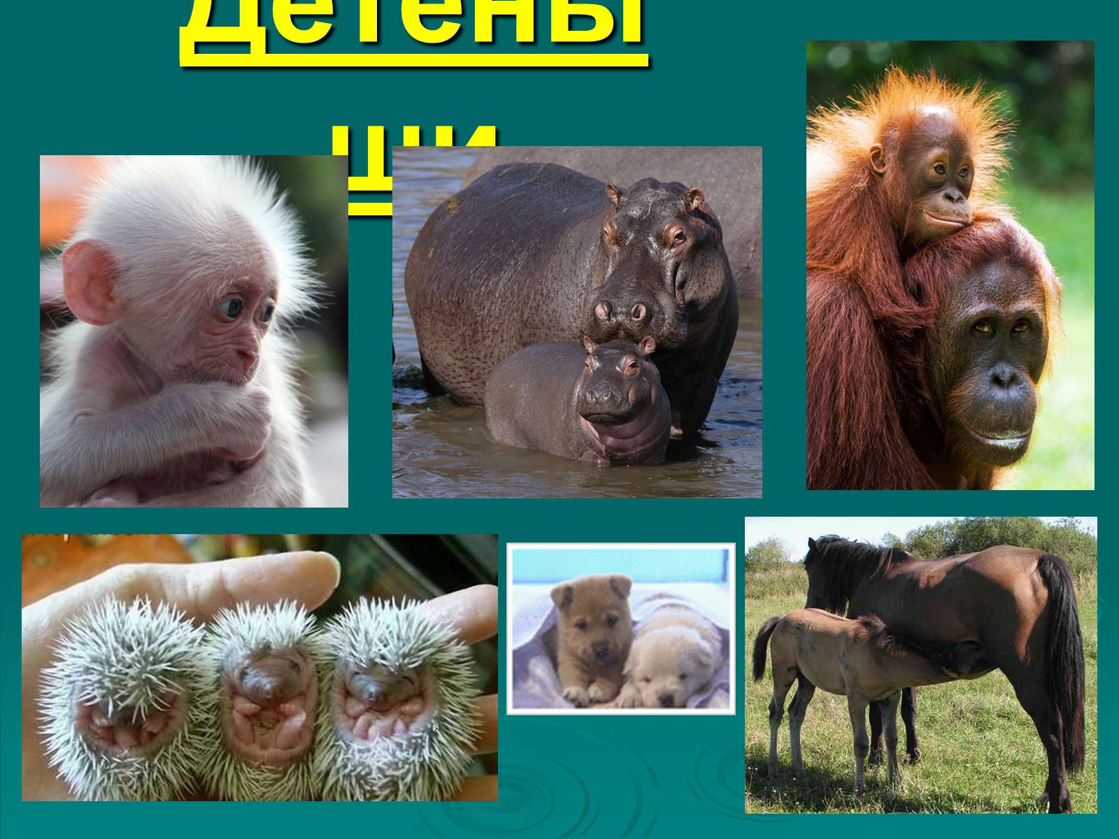 Презентація на тему «Класс Млекопитающие» (варіант 2) - Слайд #25 Презентація на тему «Класс Млекопитающие» (варіант 2) - Слайд #25