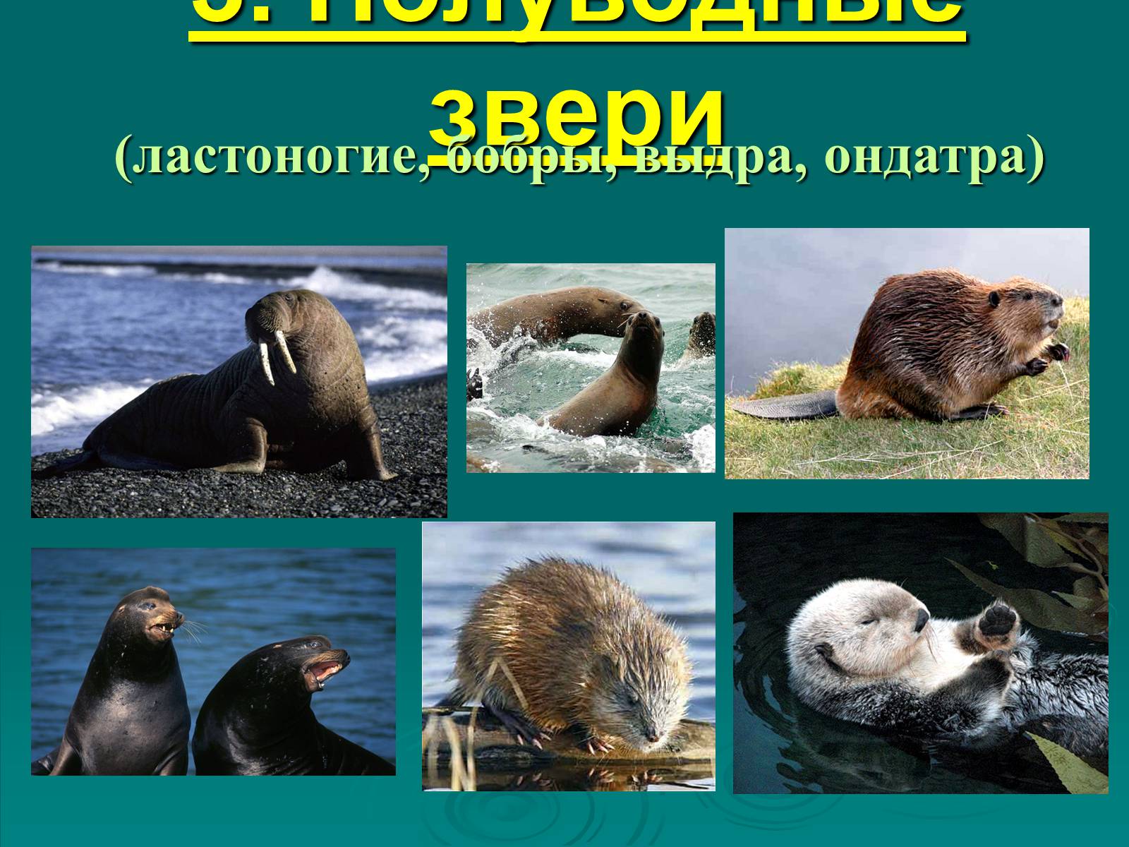 Презентація на тему «Класс Млекопитающие» (варіант 2) - Слайд #30 Презентація на тему «Класс Млекопитающие» (варіант 2) - Слайд #30