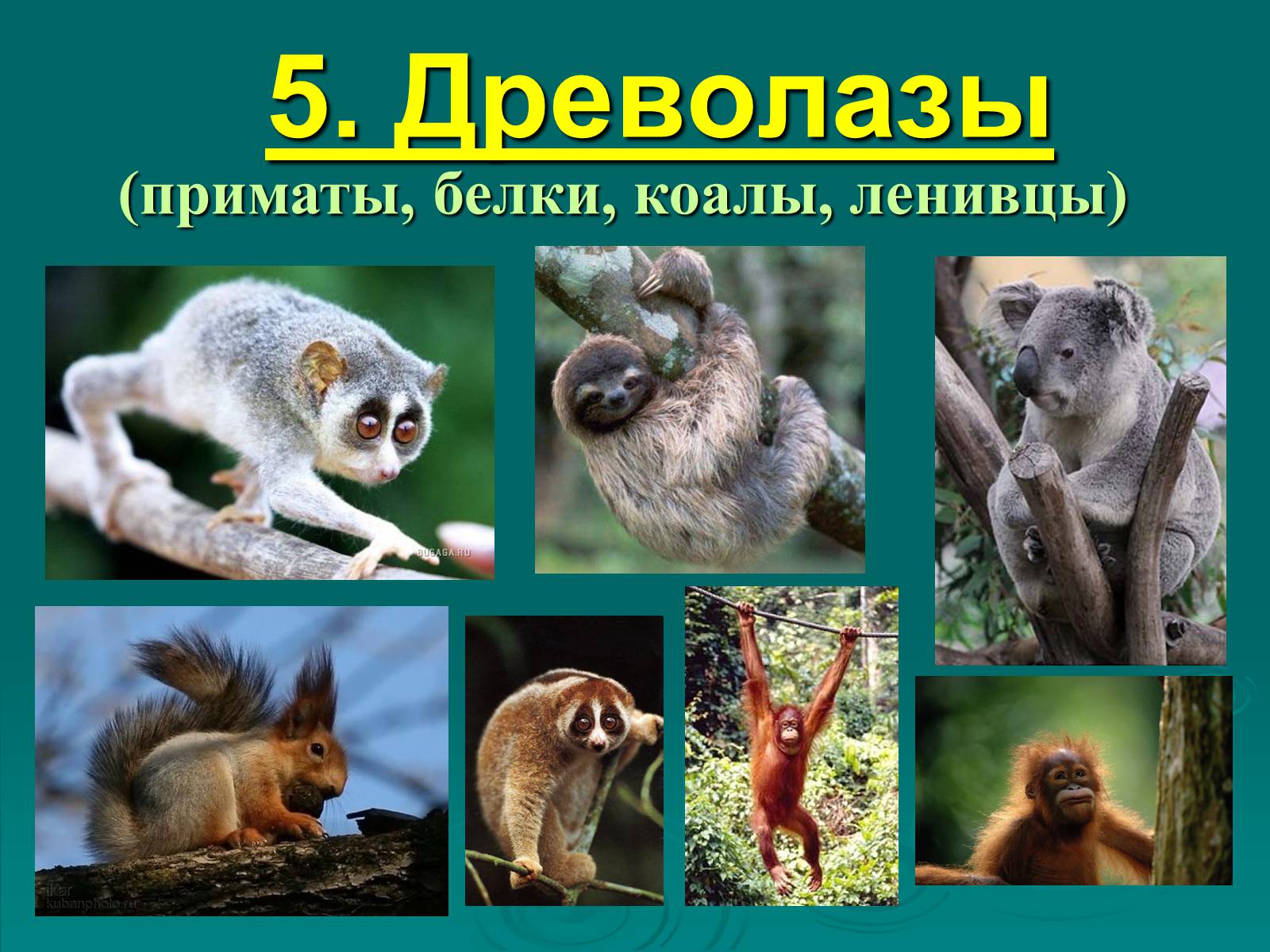 Презентація на тему «Класс Млекопитающие» (варіант 2) - Слайд #32 Презентація на тему «Класс Млекопитающие» (варіант 2) - Слайд #32
