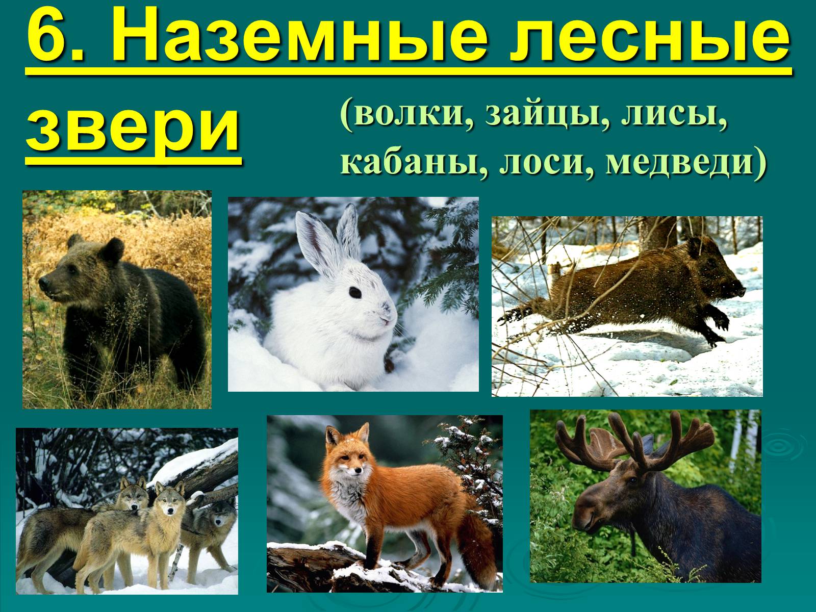 Презентація на тему «Класс Млекопитающие» (варіант 2) - Слайд #33 Презентація на тему «Класс Млекопитающие» (варіант 2) - Слайд #33