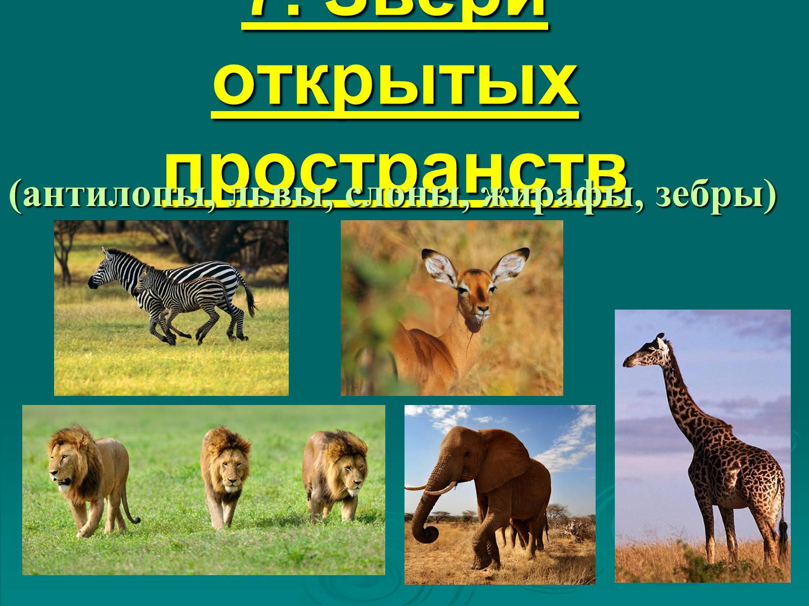 Презентація на тему «Класс Млекопитающие» (варіант 2) - Слайд #34 Презентація на тему «Класс Млекопитающие» (варіант 2) - Слайд #34