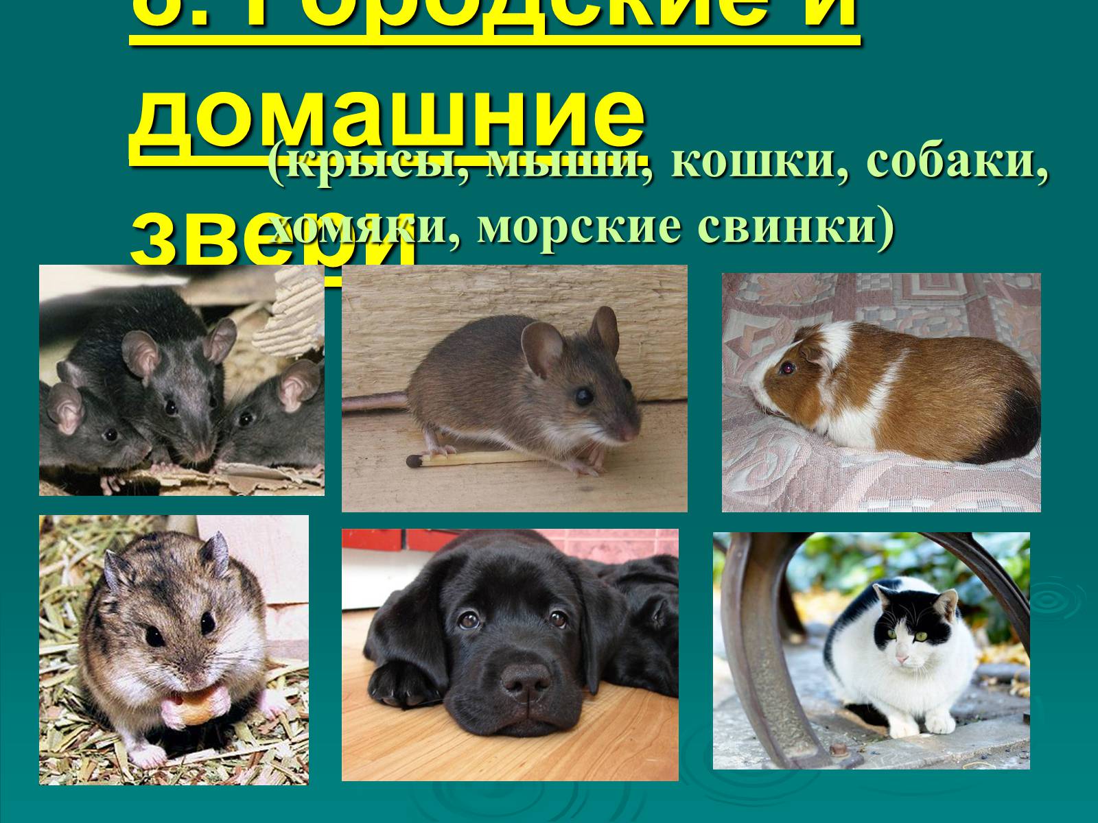 Презентація на тему «Класс Млекопитающие» (варіант 2) - Слайд #35 Презентація на тему «Класс Млекопитающие» (варіант 2) - Слайд #35