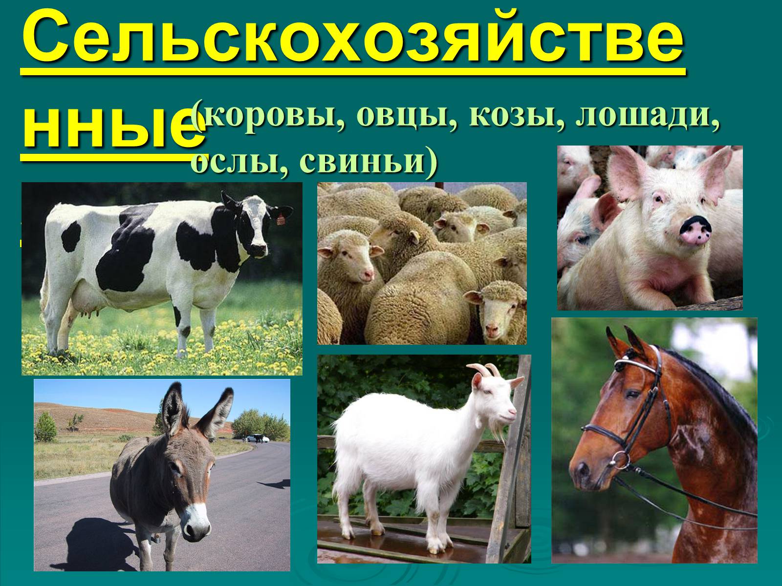 Презентація на тему «Класс Млекопитающие» (варіант 2) - Слайд #36 Презентація на тему «Класс Млекопитающие» (варіант 2) - Слайд #36
