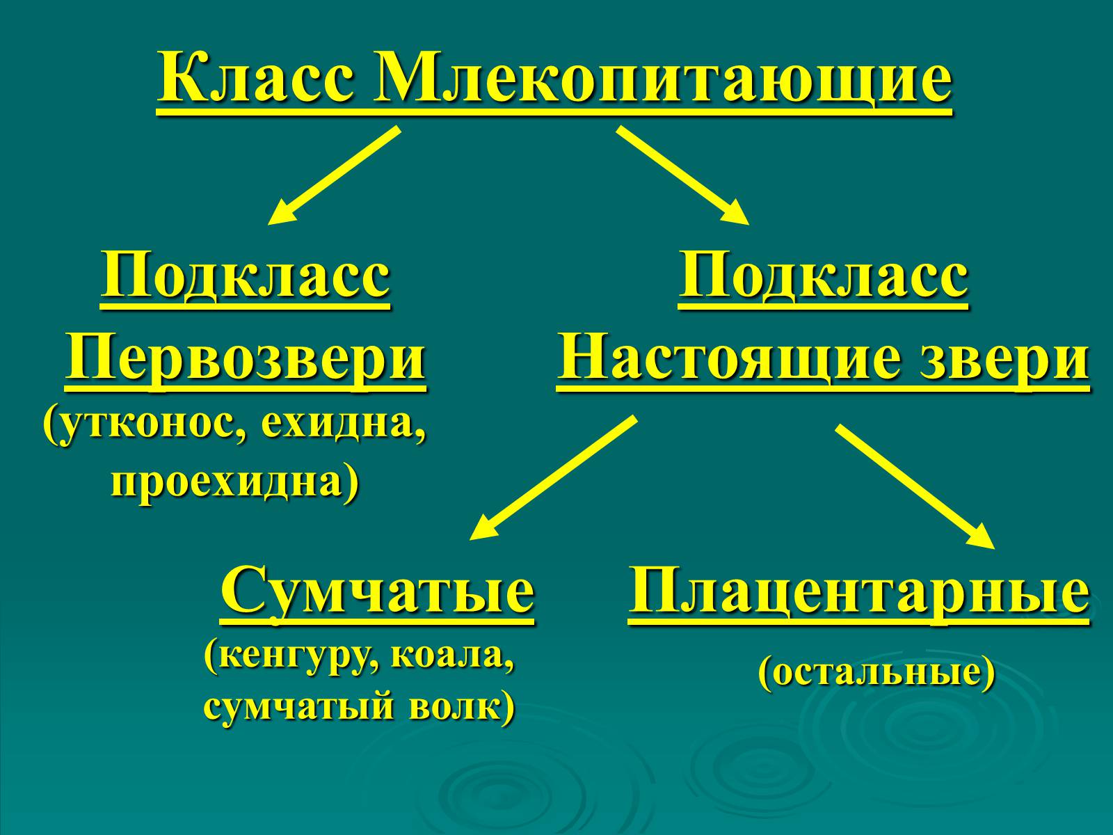 Презентація на тему «Класс Млекопитающие» (варіант 2) - Слайд #37 Презентація на тему «Класс Млекопитающие» (варіант 2) - Слайд #37