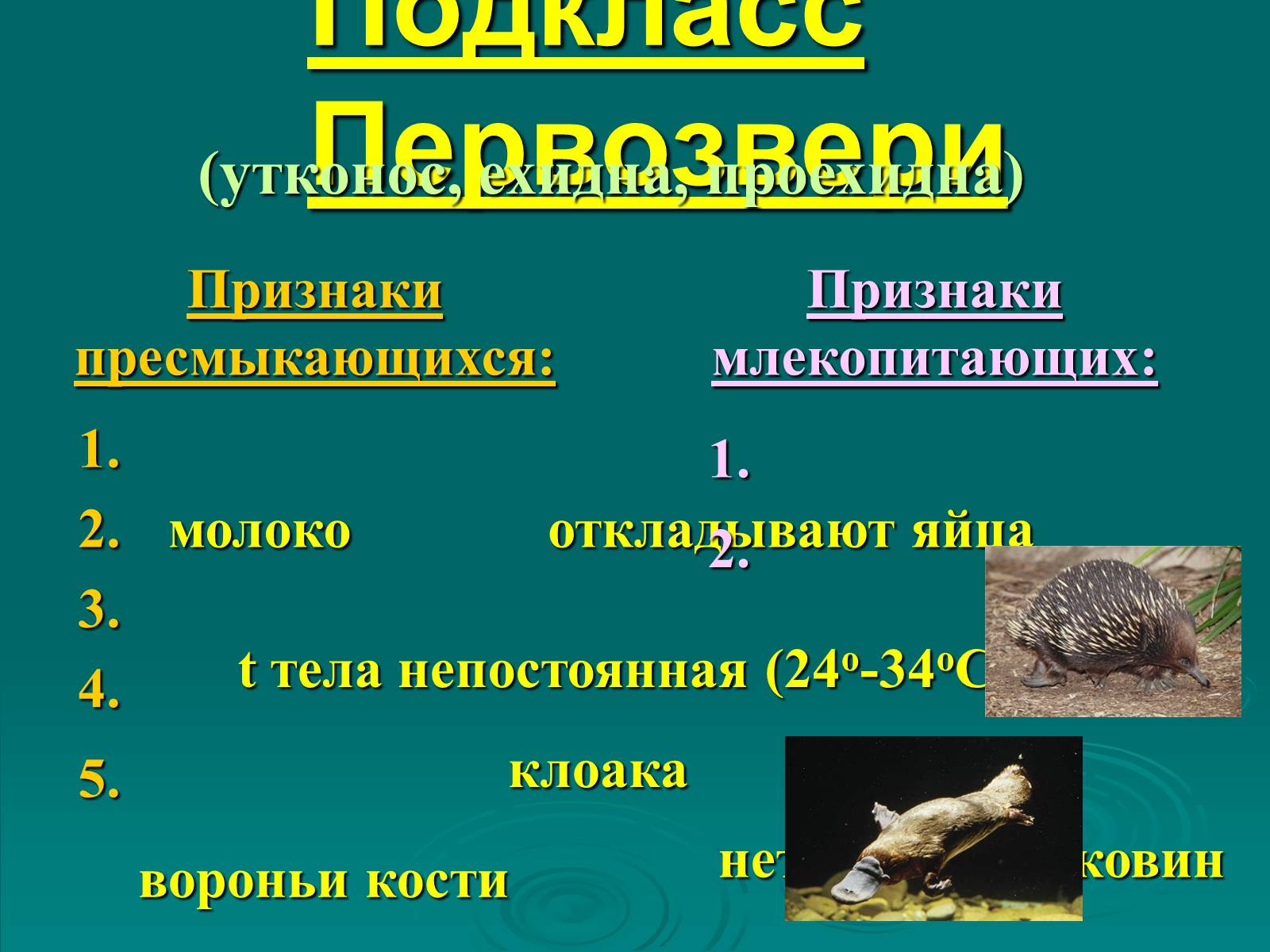 Презентація на тему «Класс Млекопитающие» (варіант 2) - Слайд #39 Презентація на тему «Класс Млекопитающие» (варіант 2) - Слайд #39