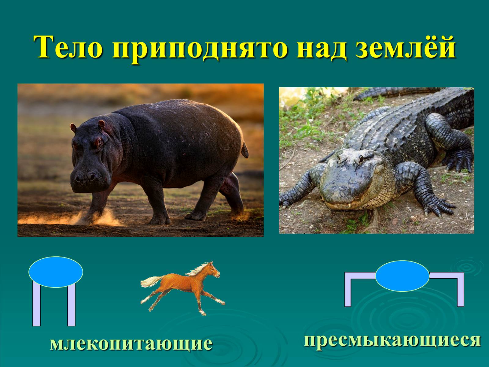 Презентація на тему «Класс Млекопитающие» (варіант 2) - Слайд #4 Презентація на тему «Класс Млекопитающие» (варіант 2) - Слайд #4