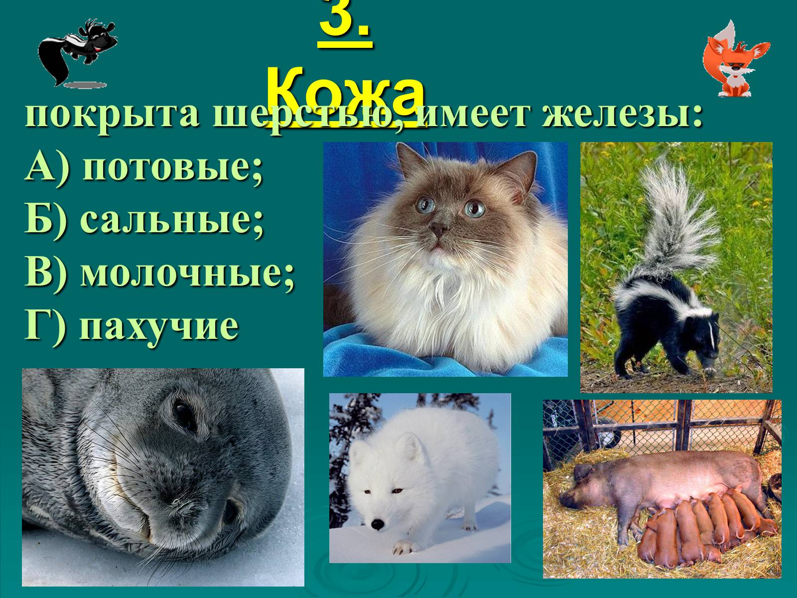 Презентація на тему «Класс Млекопитающие» (варіант 2) - Слайд #5 Презентація на тему «Класс Млекопитающие» (варіант 2) - Слайд #5