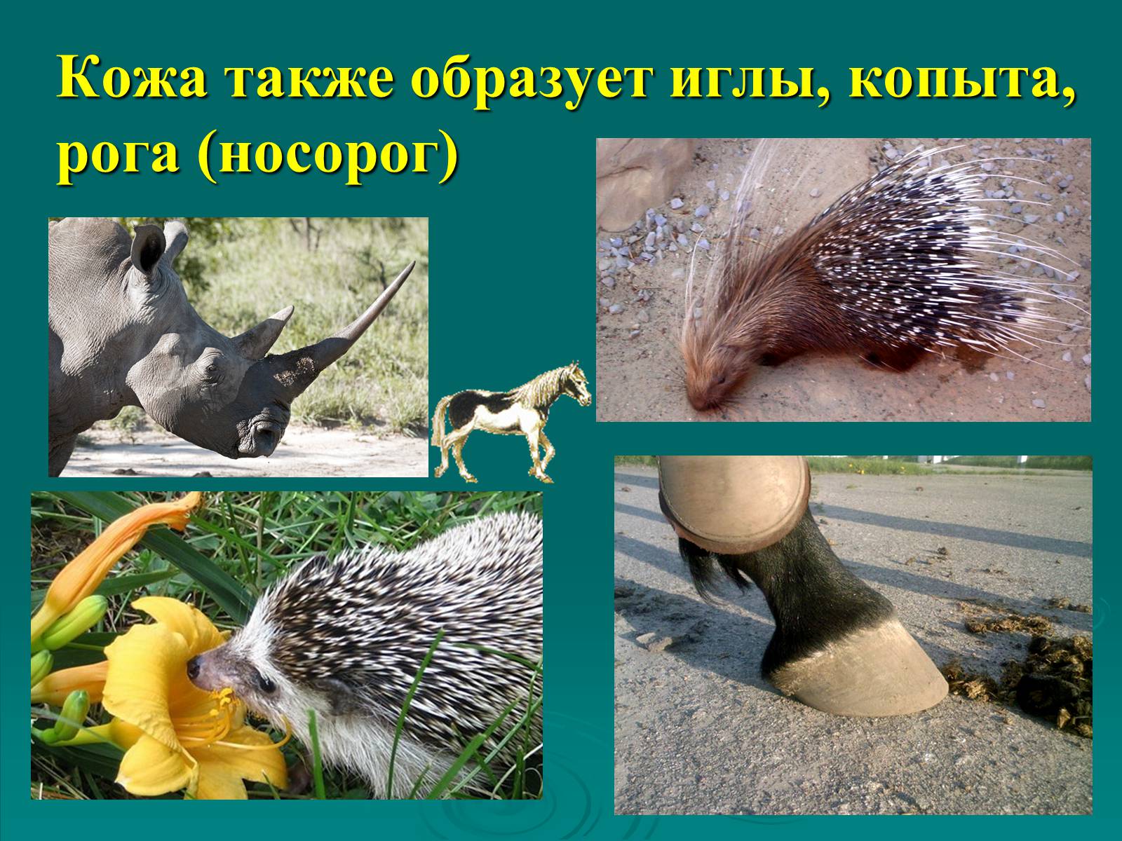 Презентація на тему «Класс Млекопитающие» (варіант 2) - Слайд #6 Презентація на тему «Класс Млекопитающие» (варіант 2) - Слайд #6