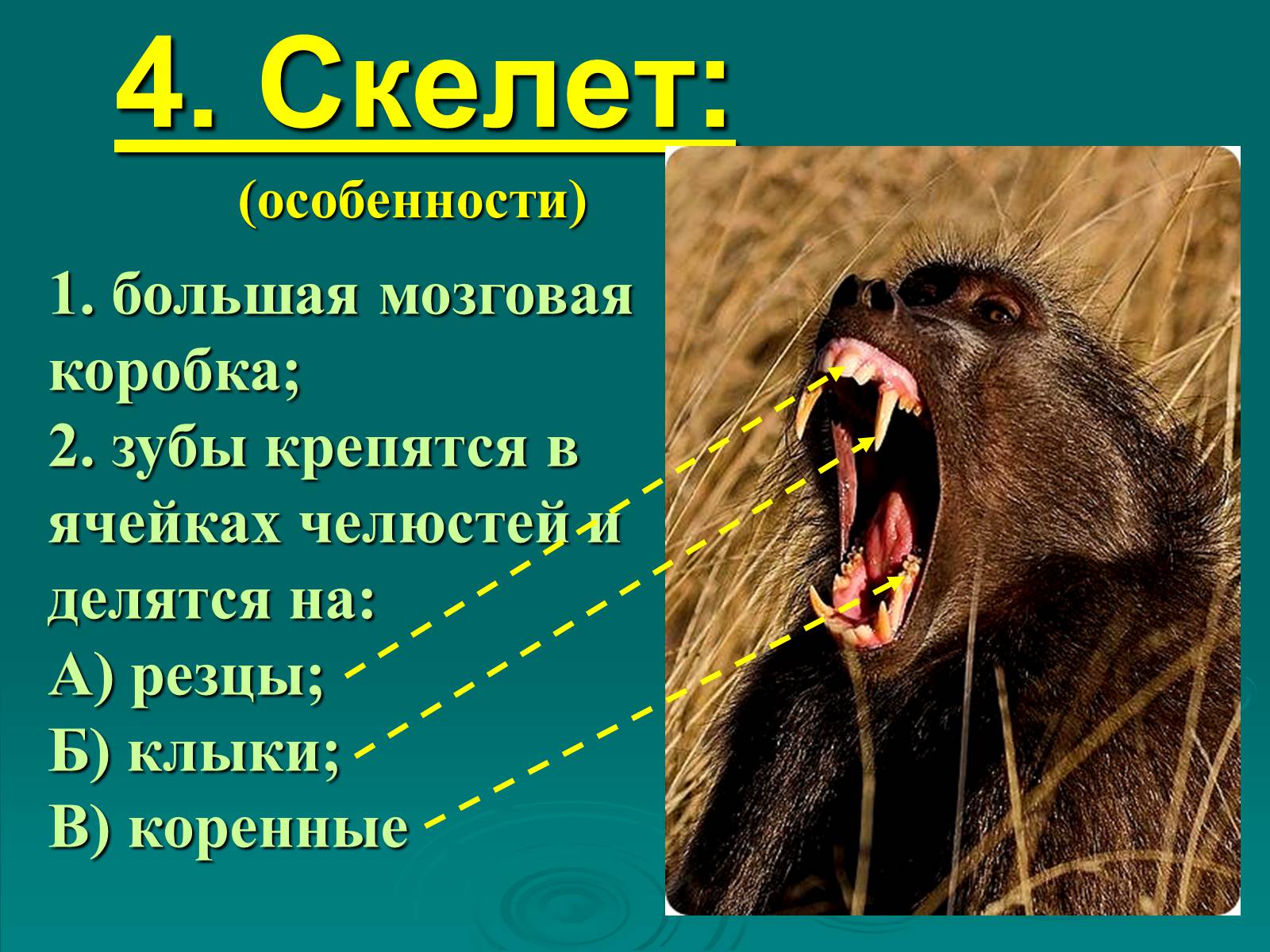 Презентація на тему «Класс Млекопитающие» (варіант 2) - Слайд #7 Презентація на тему «Класс Млекопитающие» (варіант 2) - Слайд #7