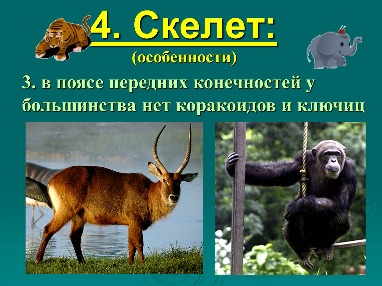 Презентація на тему «Класс Млекопитающие» (варіант 2) - Слайд #8 Презентація на тему «Класс Млекопитающие» (варіант 2) - Слайд #8