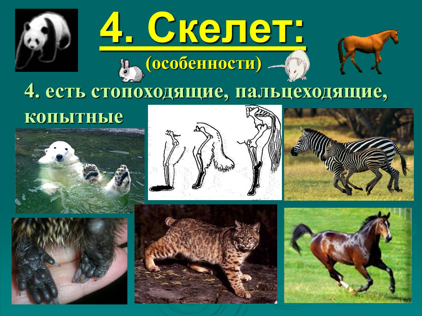 Презентація на тему «Класс Млекопитающие» (варіант 2) - Слайд #9 Презентація на тему «Класс Млекопитающие» (варіант 2) - Слайд #9