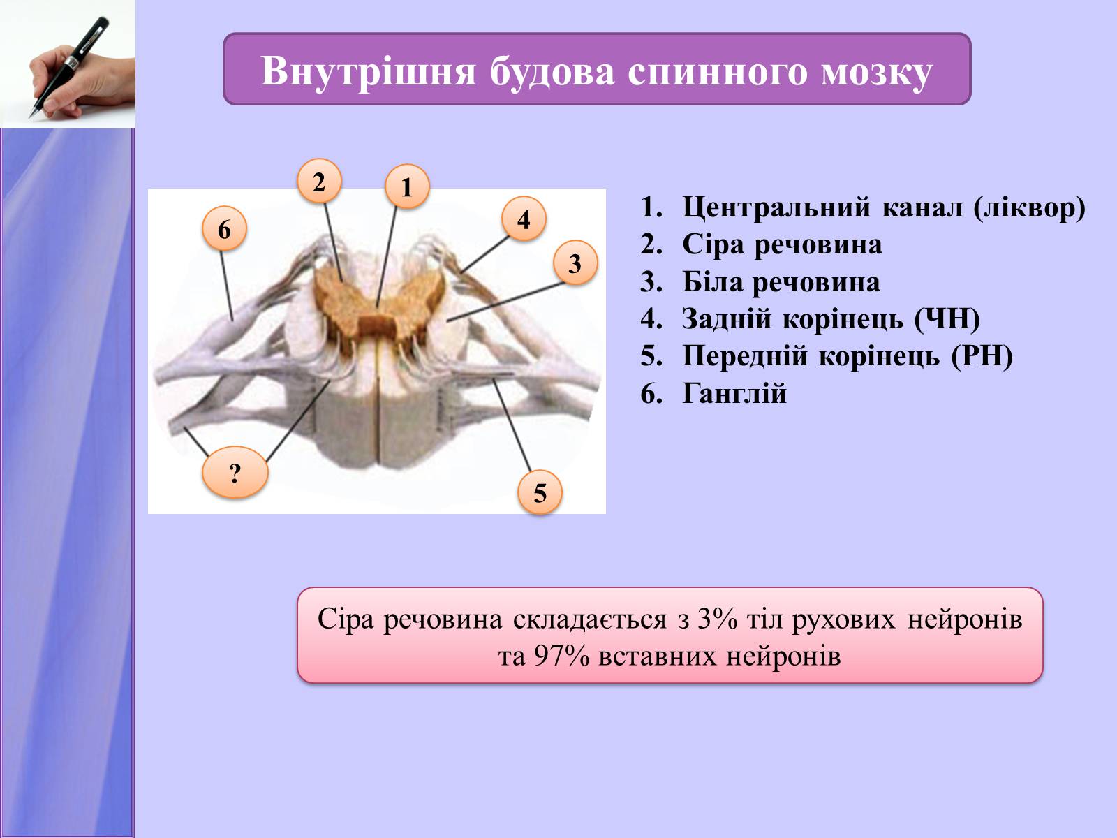 Презентація на тему «Нервова регуляція функцій організму» - Слайд #12 Презентація на тему «Нервова регуляція функцій організму» - Слайд #12