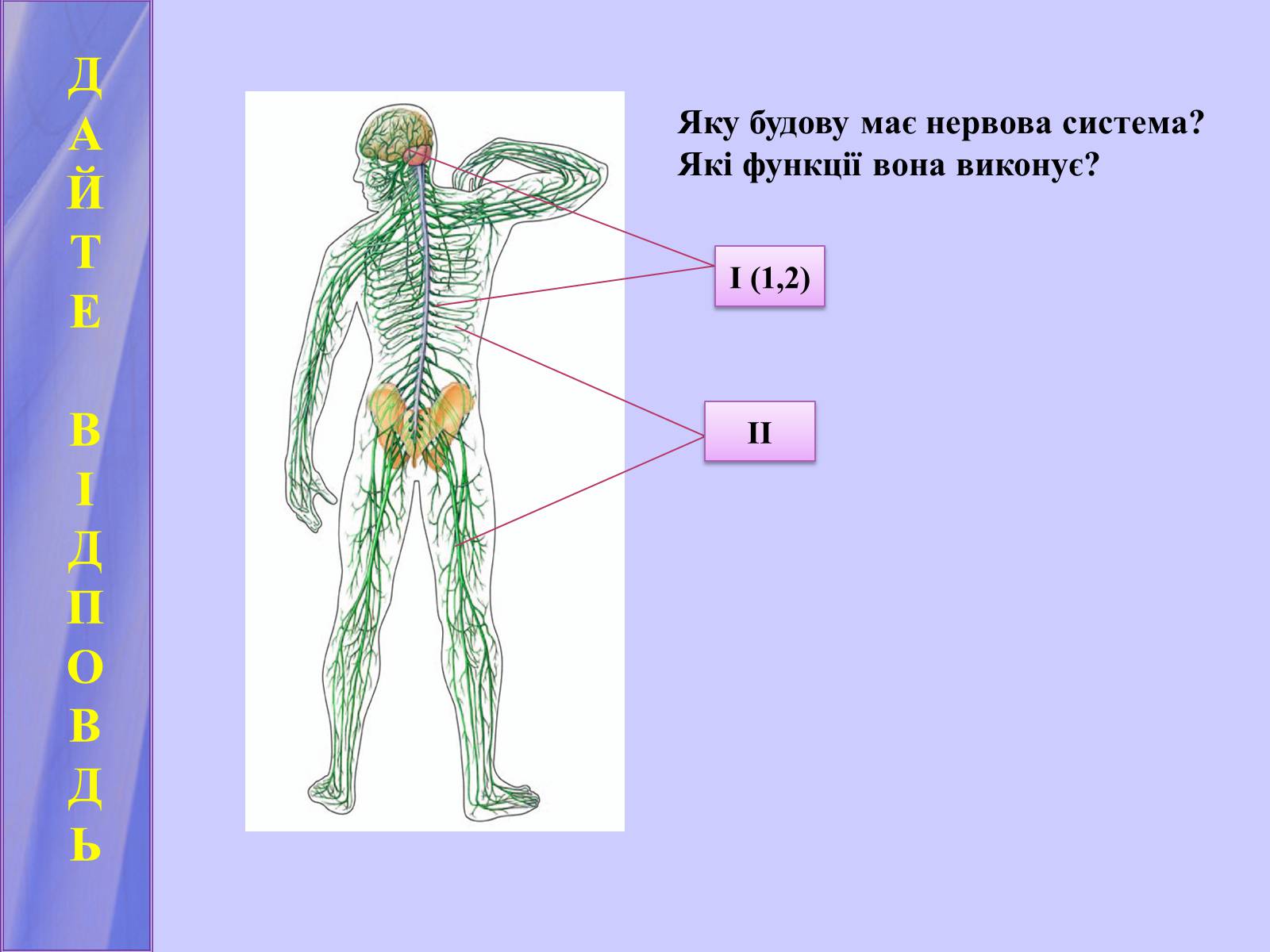Презентація на тему «Нервова регуляція функцій організму» - Слайд #7 Презентація на тему «Нервова регуляція функцій організму» - Слайд #7