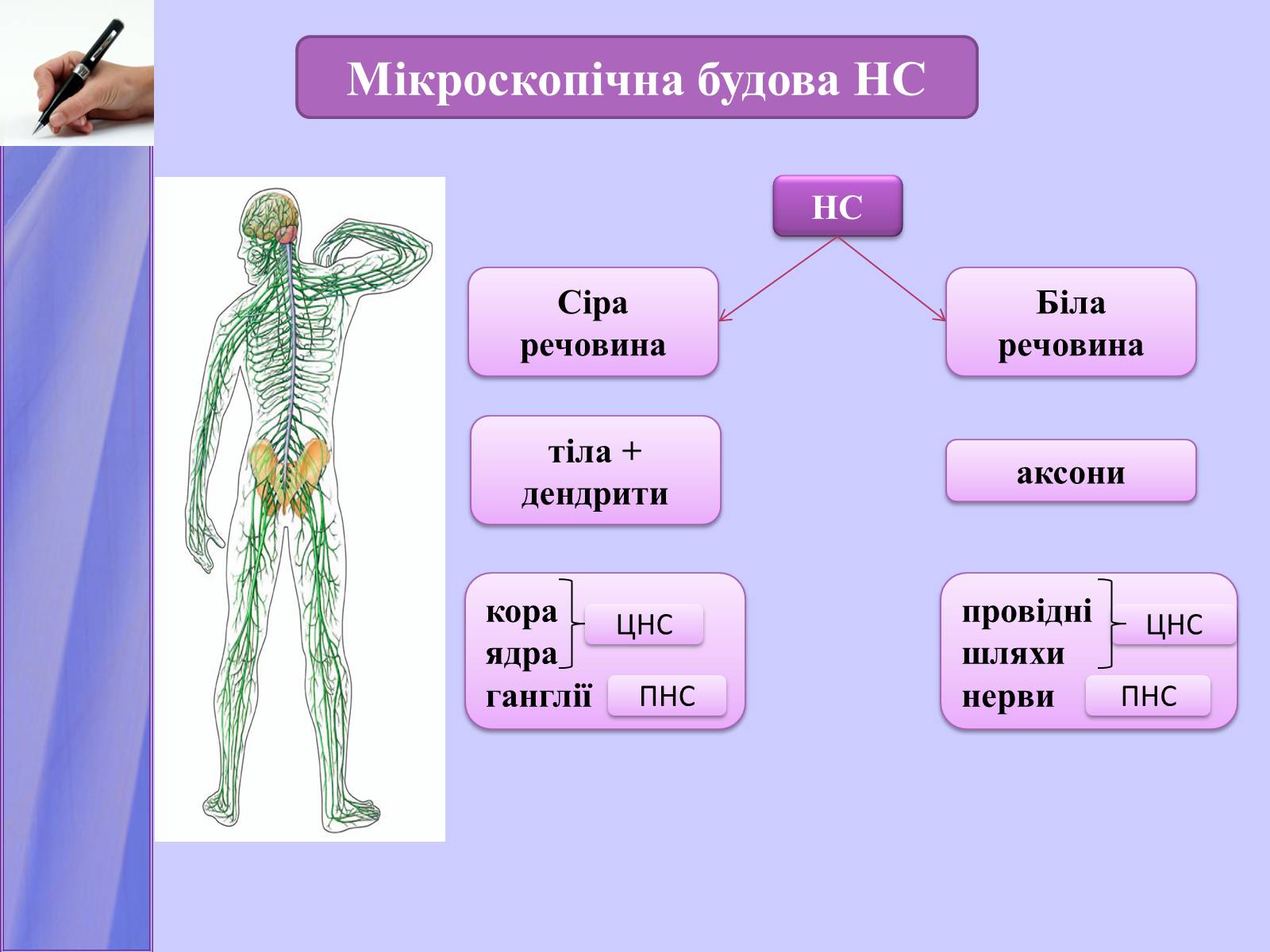 Презентація на тему «Нервова регуляція функцій організму» - Слайд #9 Презентація на тему «Нервова регуляція функцій організму» - Слайд #9