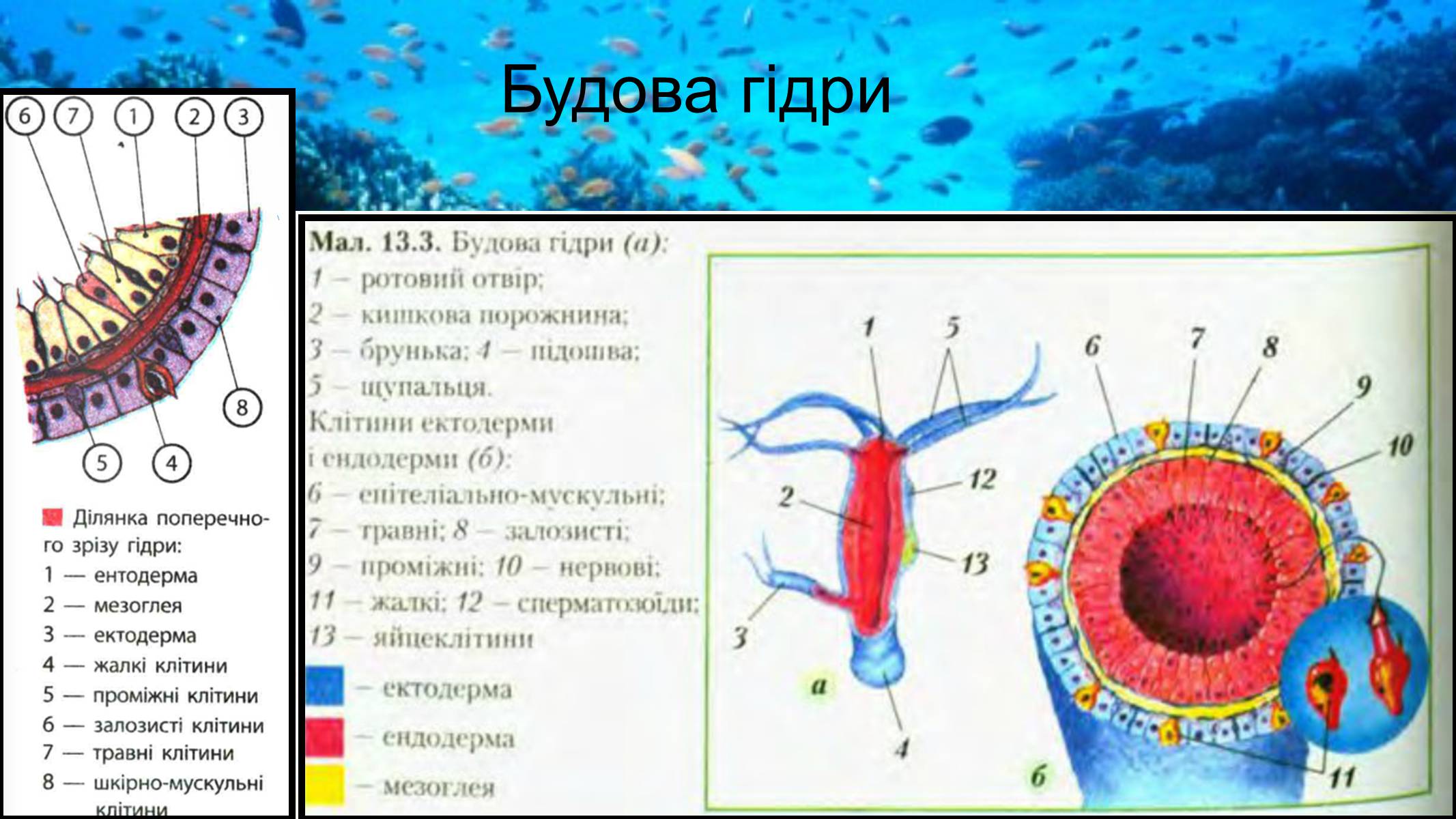 Презентація на тему «Тип Губки» (варіант 2) - Слайд #14 Презентація на тему «Тип Губки» (варіант 2) - Слайд #14