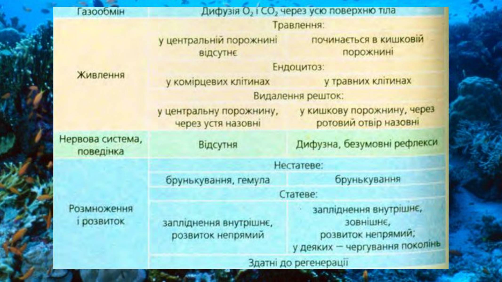 Презентація на тему «Тип Губки» (варіант 2) - Слайд #17 Презентація на тему «Тип Губки» (варіант 2) - Слайд #17