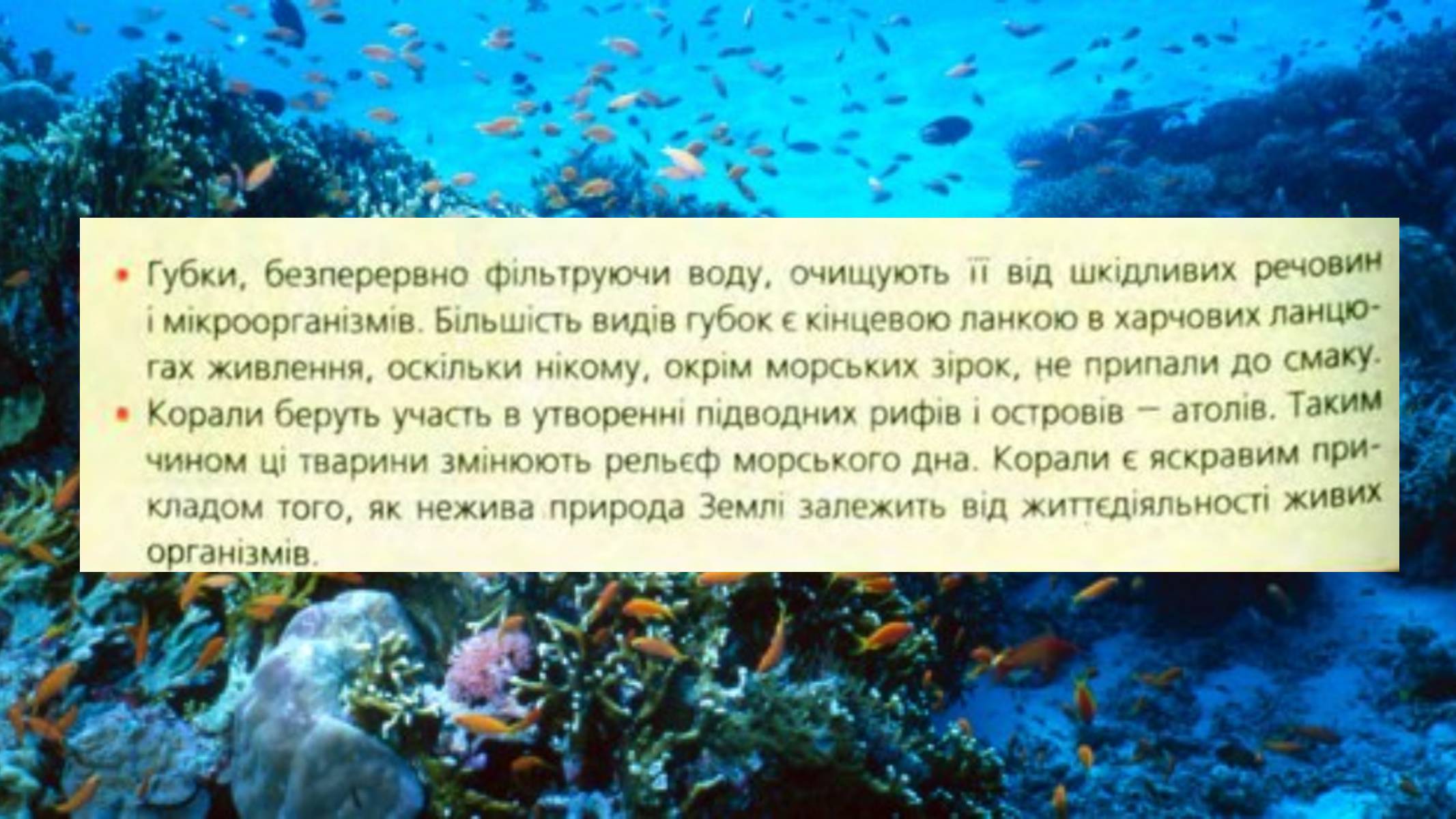 Презентація на тему «Тип Губки» (варіант 2) - Слайд #18 Презентація на тему «Тип Губки» (варіант 2) - Слайд #18