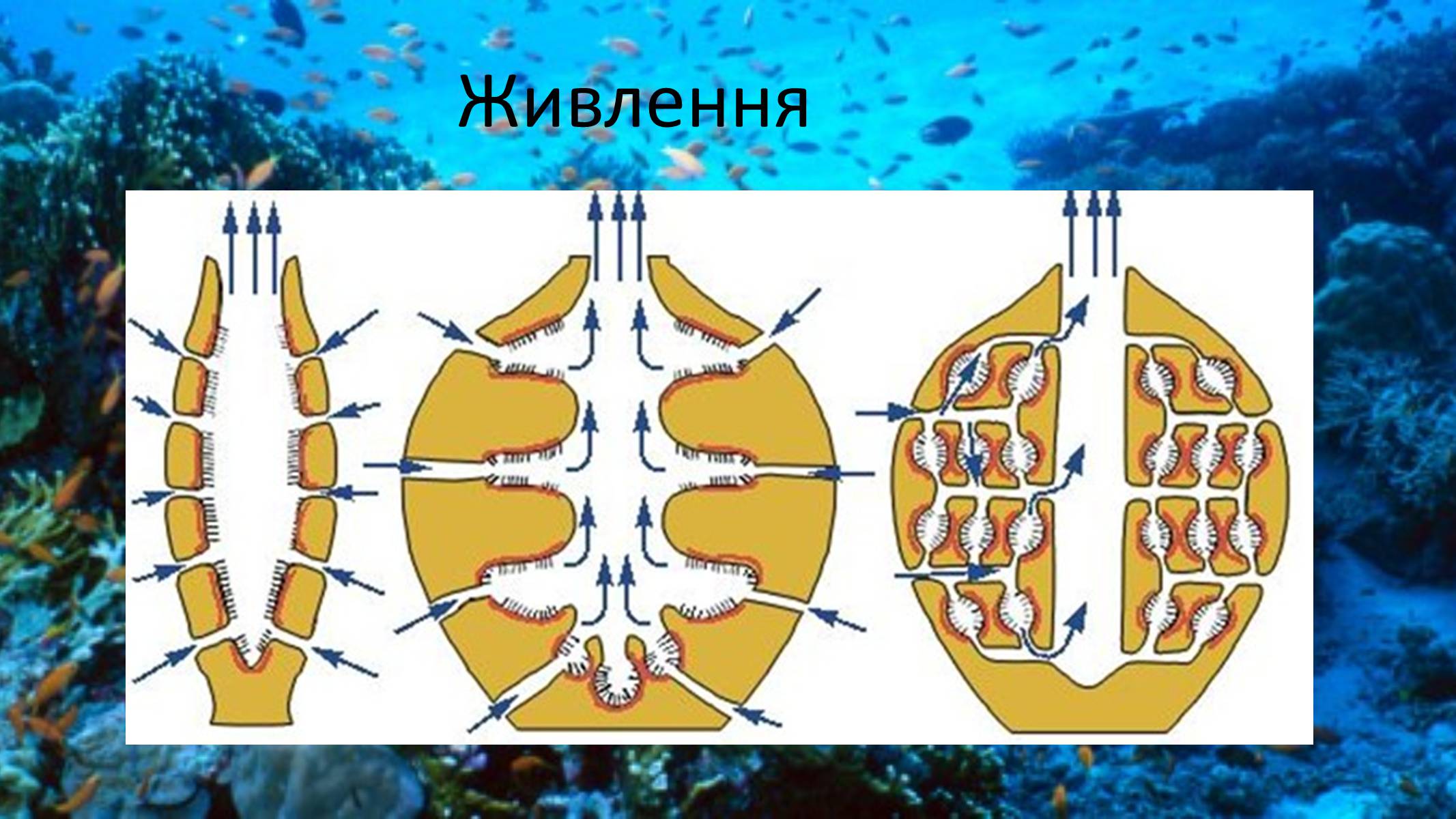 Презентація на тему «Тип Губки» (варіант 2) - Слайд #5 Презентація на тему «Тип Губки» (варіант 2) - Слайд #5