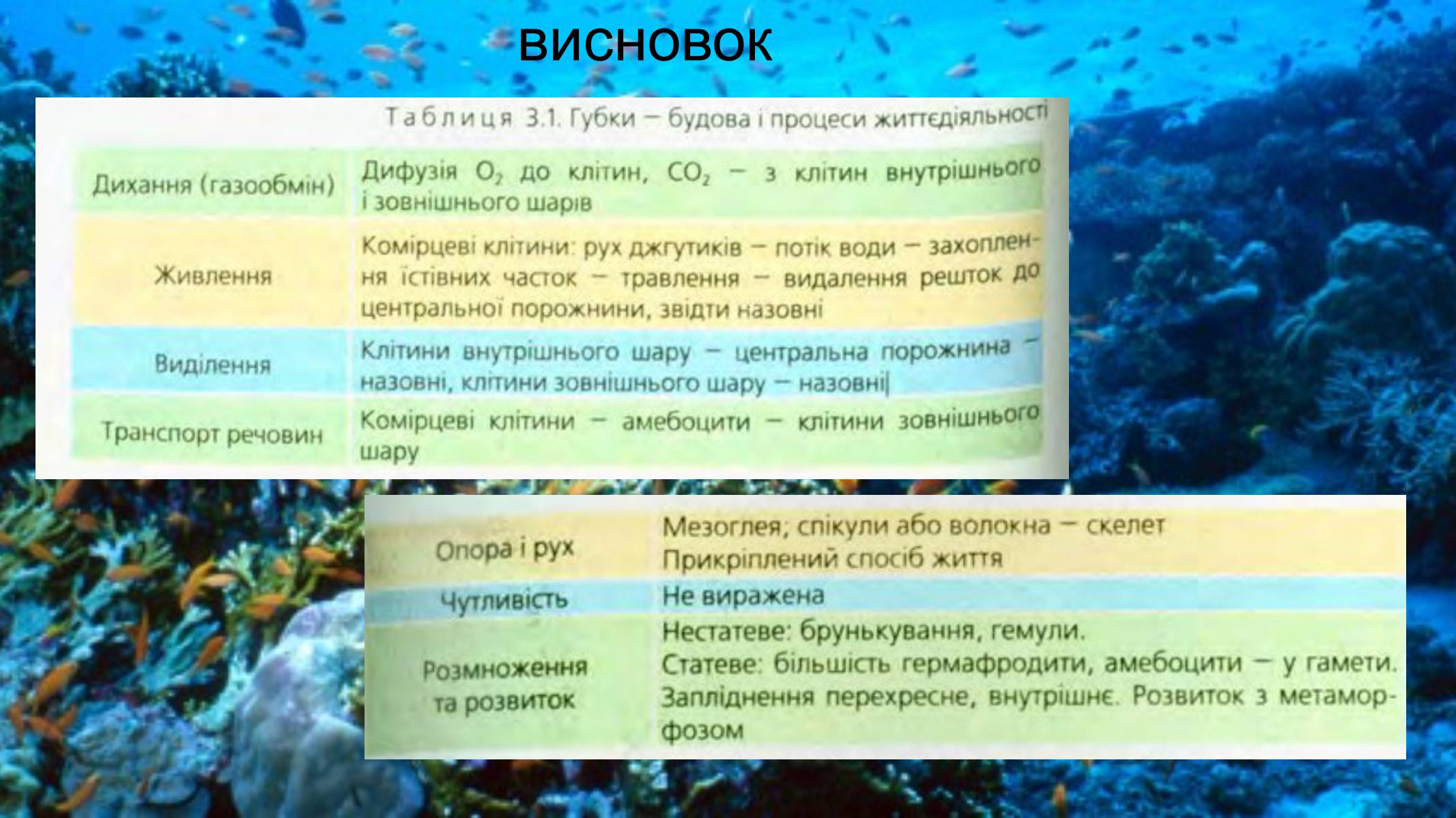 Презентація на тему «Тип Губки» (варіант 2) - Слайд #8 Презентація на тему «Тип Губки» (варіант 2) - Слайд #8