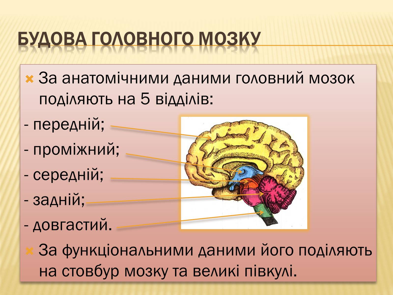 Презентація на тему «Головний мозок» (варіант 1) - Слайд #13 Презентація на тему «Головний мозок» (варіант 1) - Слайд #13