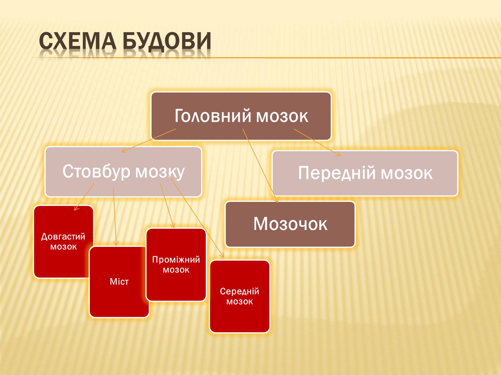 Презентація на тему «Головний мозок» (варіант 1) - Слайд #14 Презентація на тему «Головний мозок» (варіант 1) - Слайд #14
