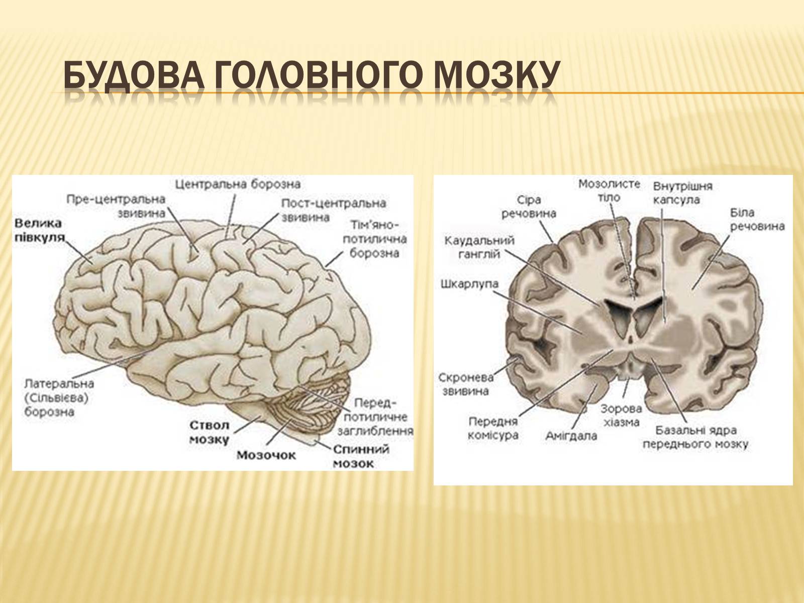 Презентація на тему «Головний мозок» (варіант 1) - Слайд #15 Презентація на тему «Головний мозок» (варіант 1) - Слайд #15