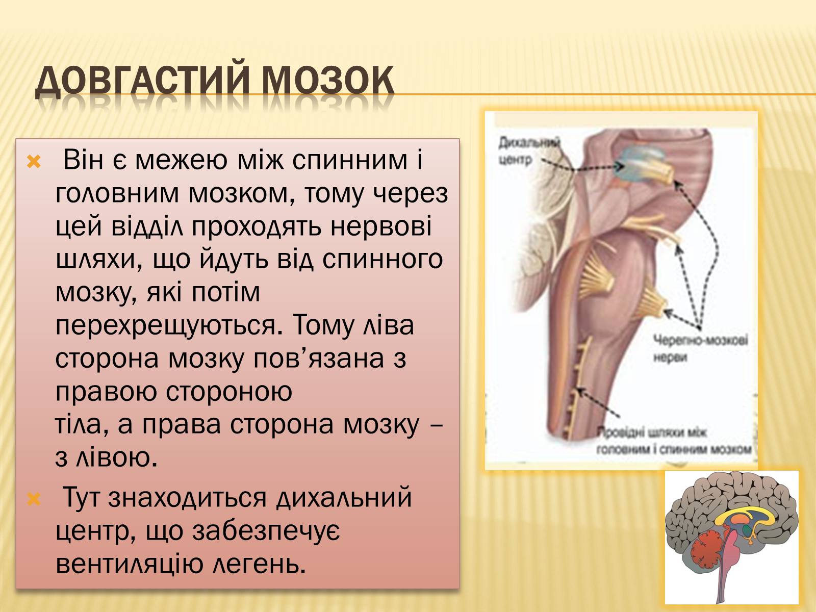 Презентація на тему «Головний мозок» (варіант 1) - Слайд #16 Презентація на тему «Головний мозок» (варіант 1) - Слайд #16