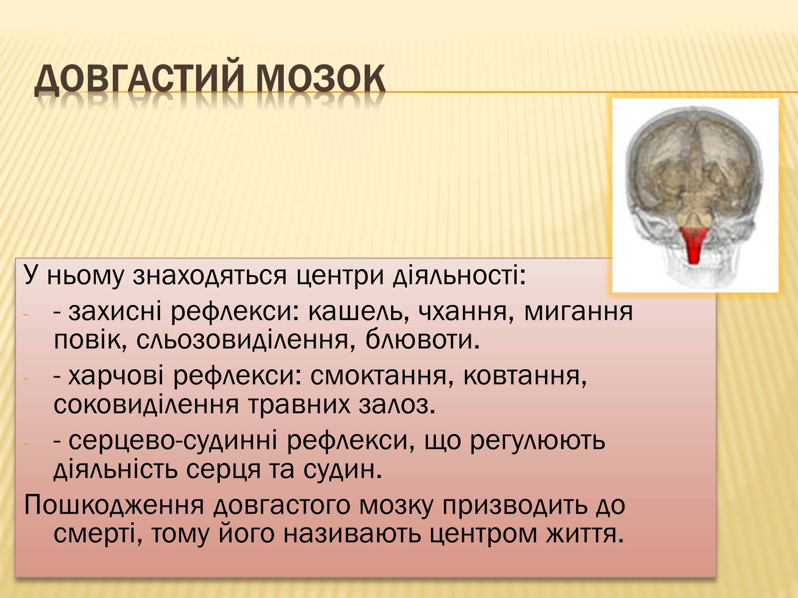 Презентація на тему «Головний мозок» (варіант 1) - Слайд #17 Презентація на тему «Головний мозок» (варіант 1) - Слайд #17