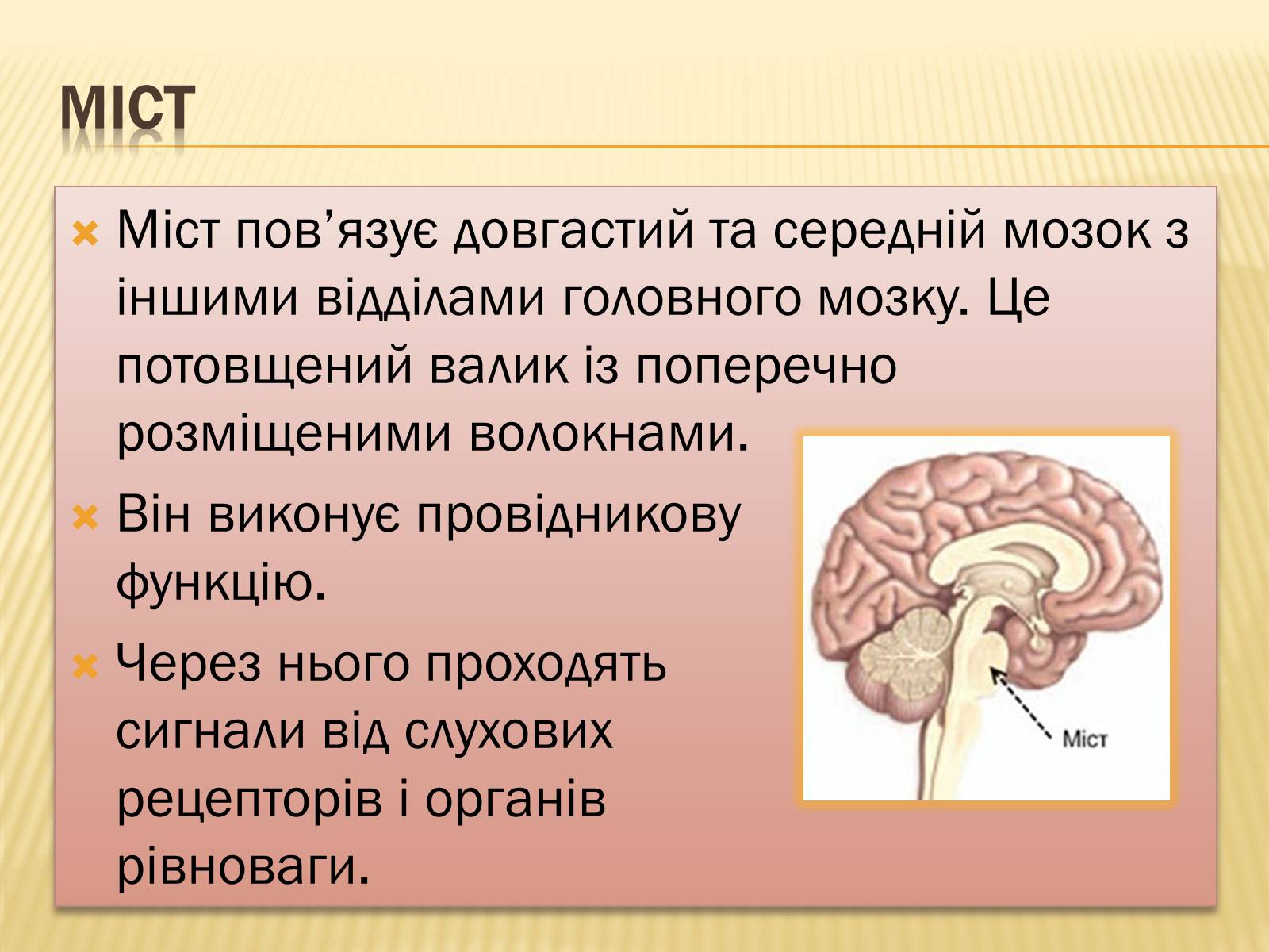Презентація на тему «Головний мозок» (варіант 1) - Слайд #18 Презентація на тему «Головний мозок» (варіант 1) - Слайд #18