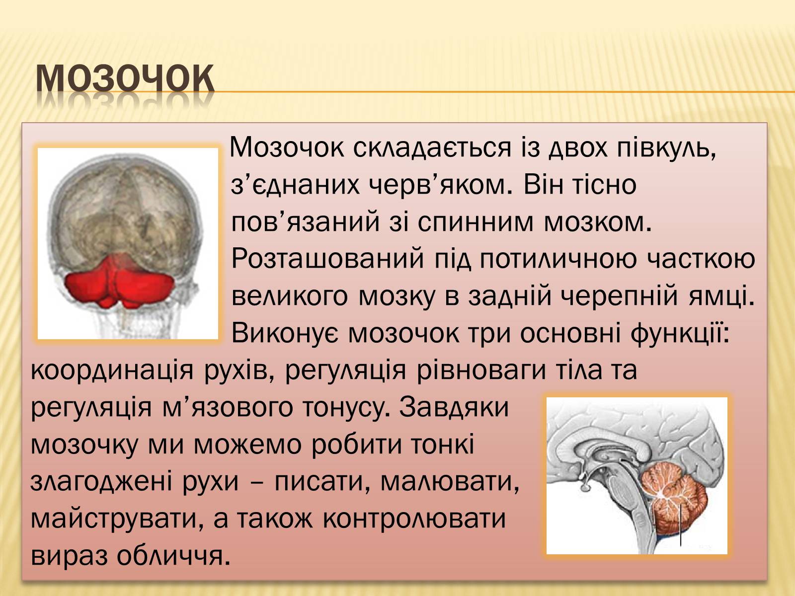 Презентація на тему «Головний мозок» (варіант 1) - Слайд #19 Презентація на тему «Головний мозок» (варіант 1) - Слайд #19