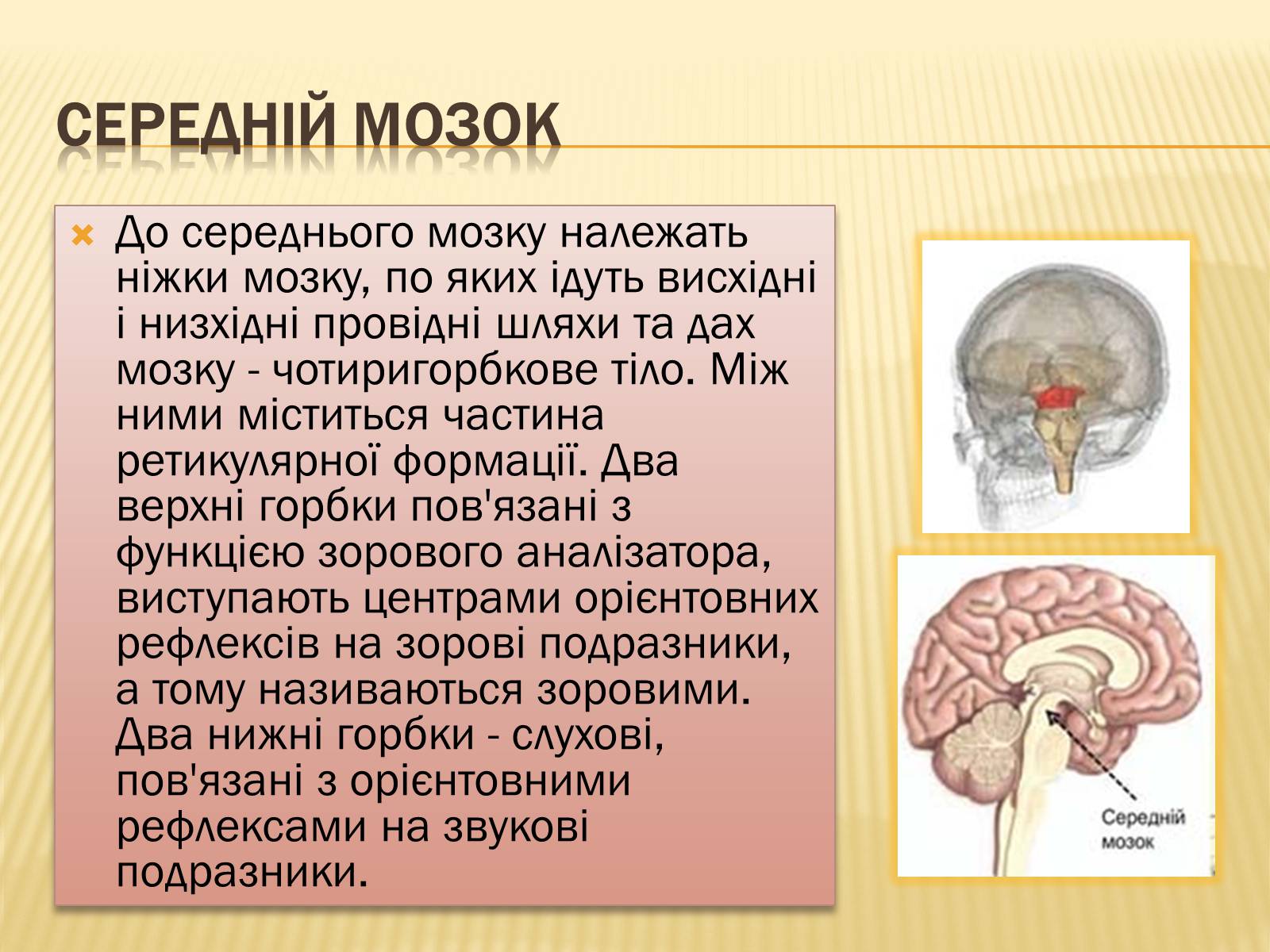 Презентація на тему «Головний мозок» (варіант 1) - Слайд #20 Презентація на тему «Головний мозок» (варіант 1) - Слайд #20