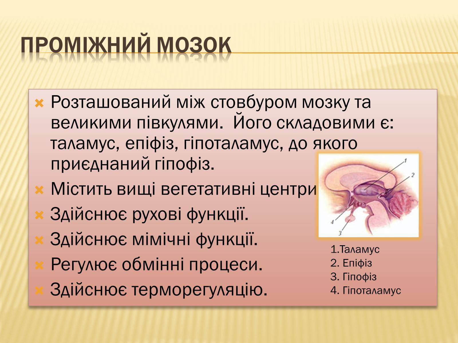 Презентація на тему «Головний мозок» (варіант 1) - Слайд #22 Презентація на тему «Головний мозок» (варіант 1) - Слайд #22
