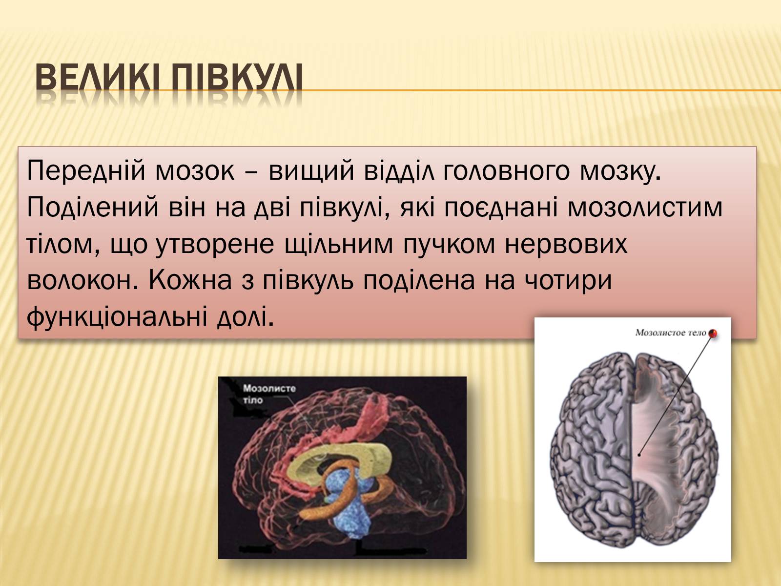 Презентація на тему «Головний мозок» (варіант 1) - Слайд #23 Презентація на тему «Головний мозок» (варіант 1) - Слайд #23