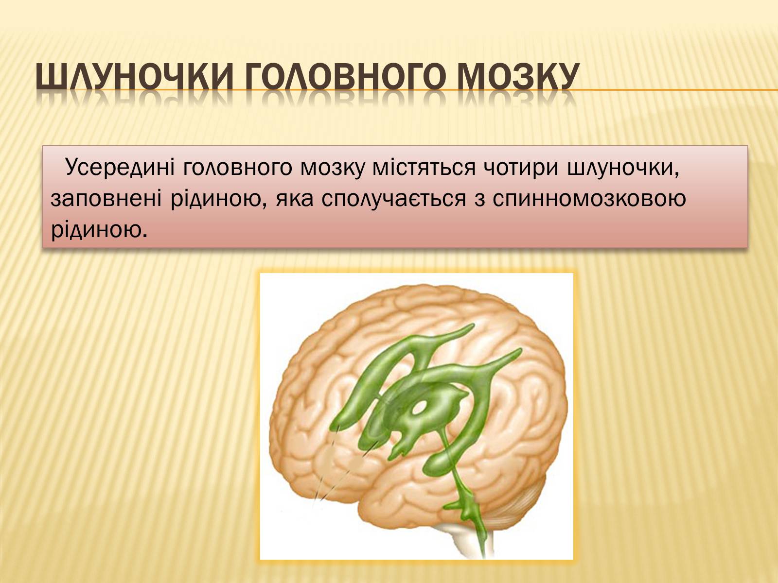 Презентація на тему «Головний мозок» (варіант 1) - Слайд #25 Презентація на тему «Головний мозок» (варіант 1) - Слайд #25