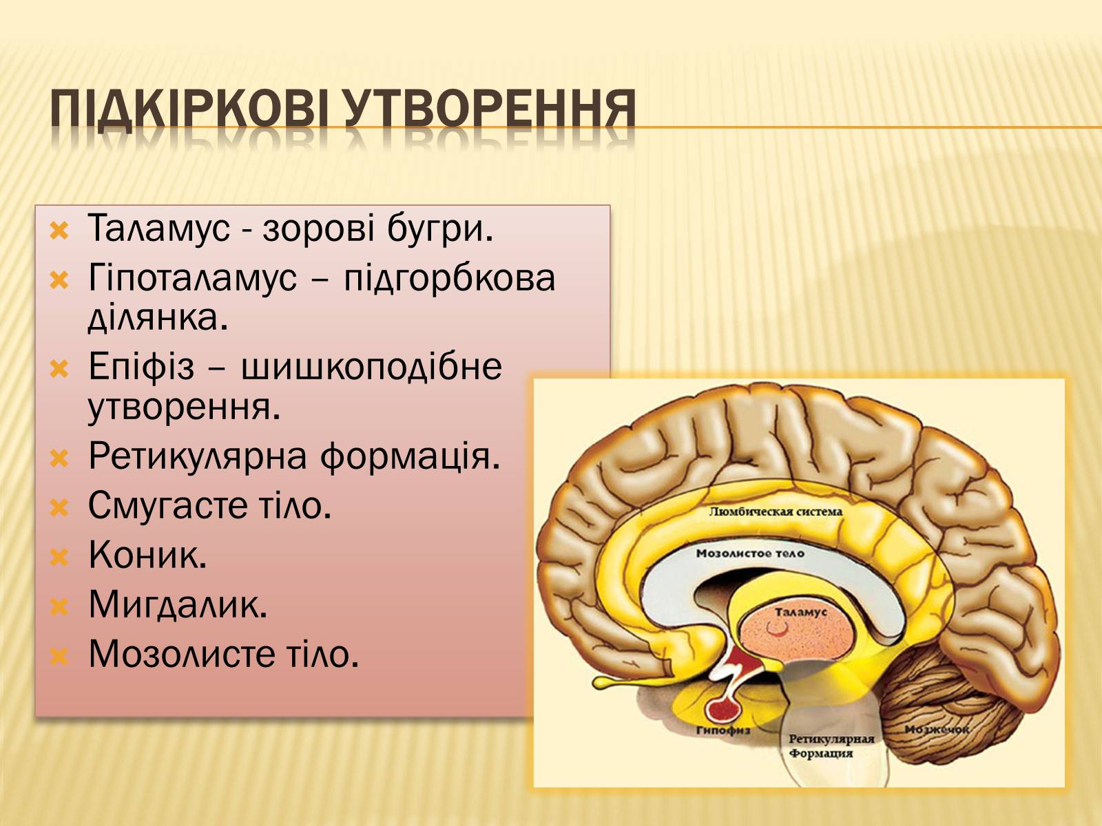 Презентація на тему «Головний мозок» (варіант 1) - Слайд #26 Презентація на тему «Головний мозок» (варіант 1) - Слайд #26